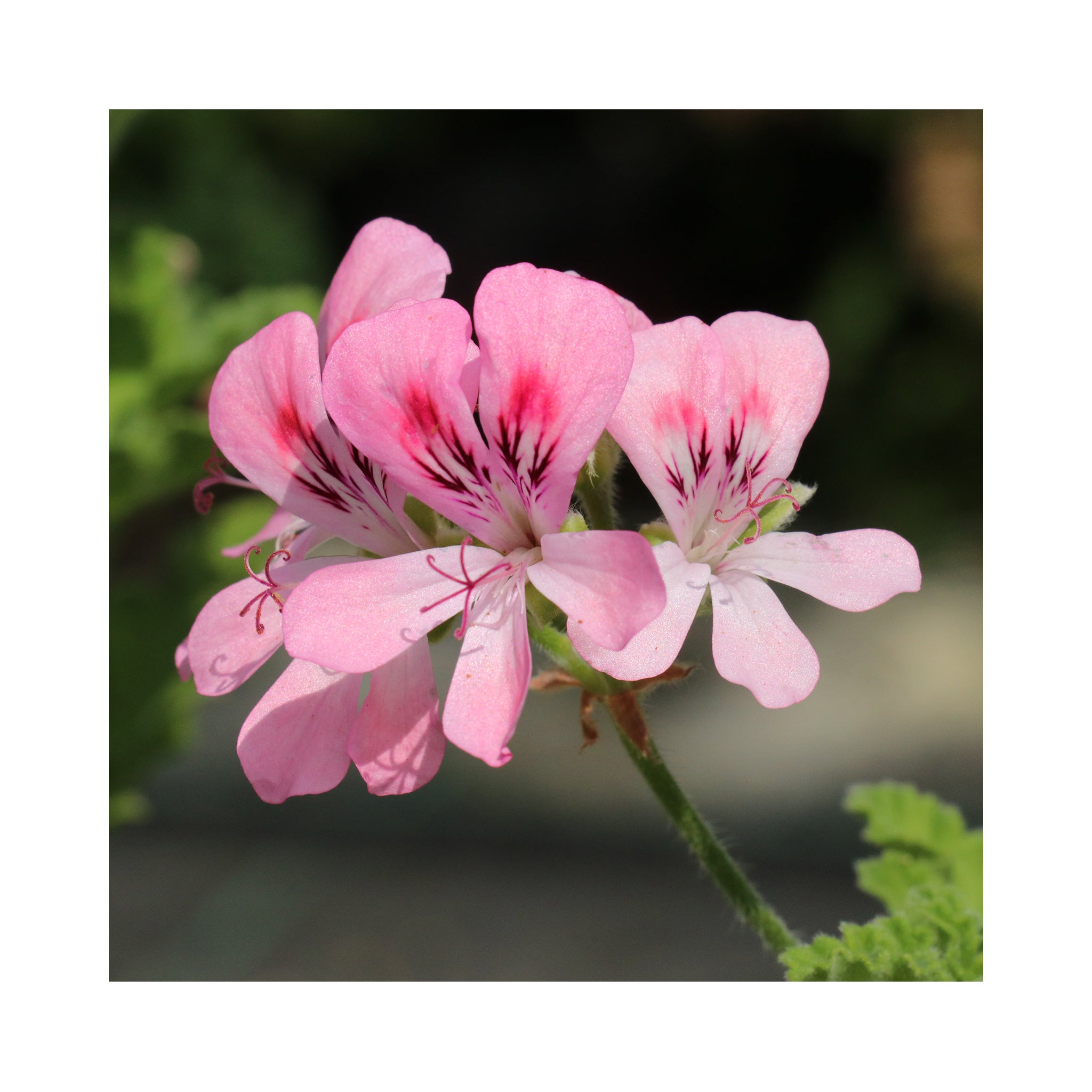 Scented Geranium, 6 mixed starter plants - Stunning Flowers with Scented Foliage