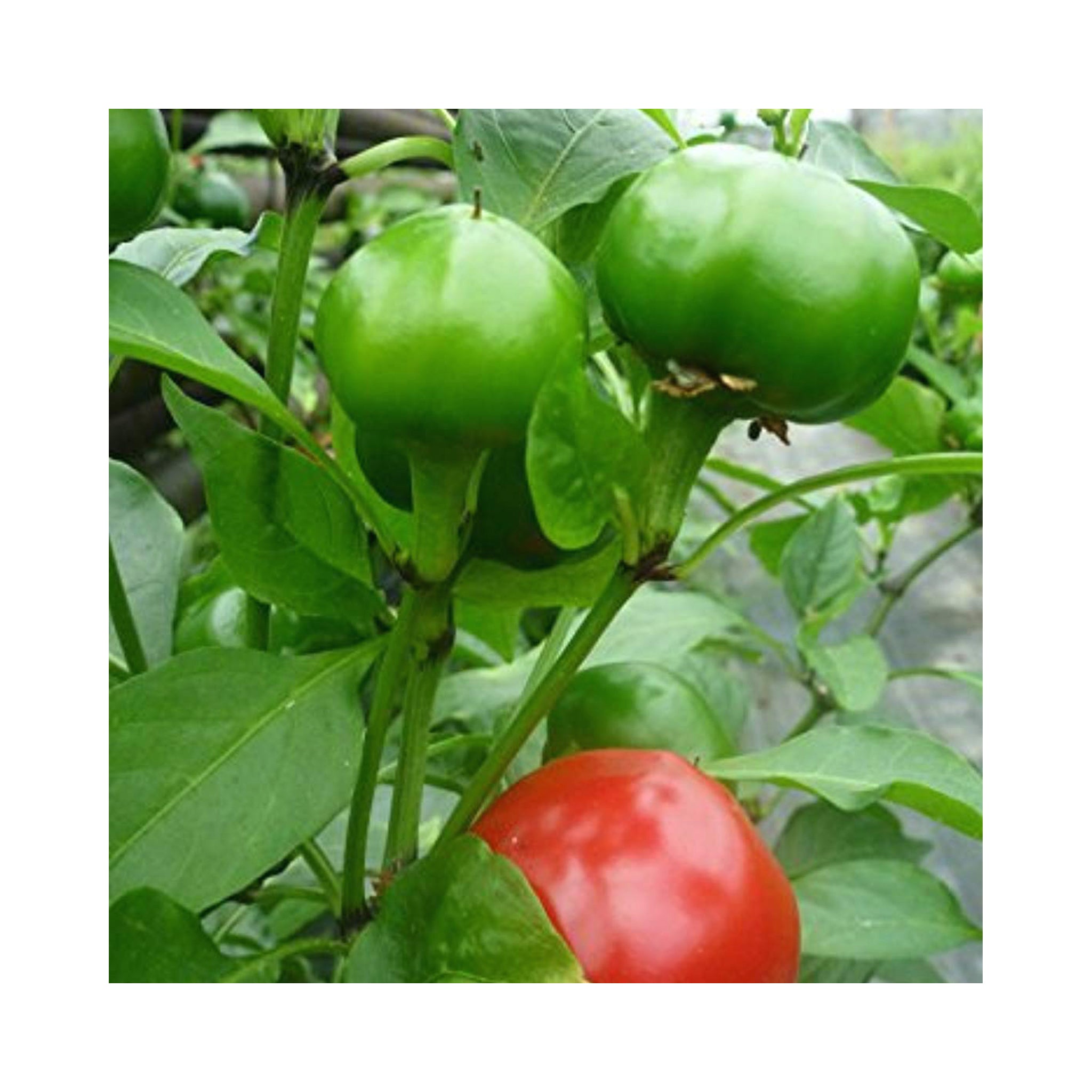 Chilli Large cherry Plant