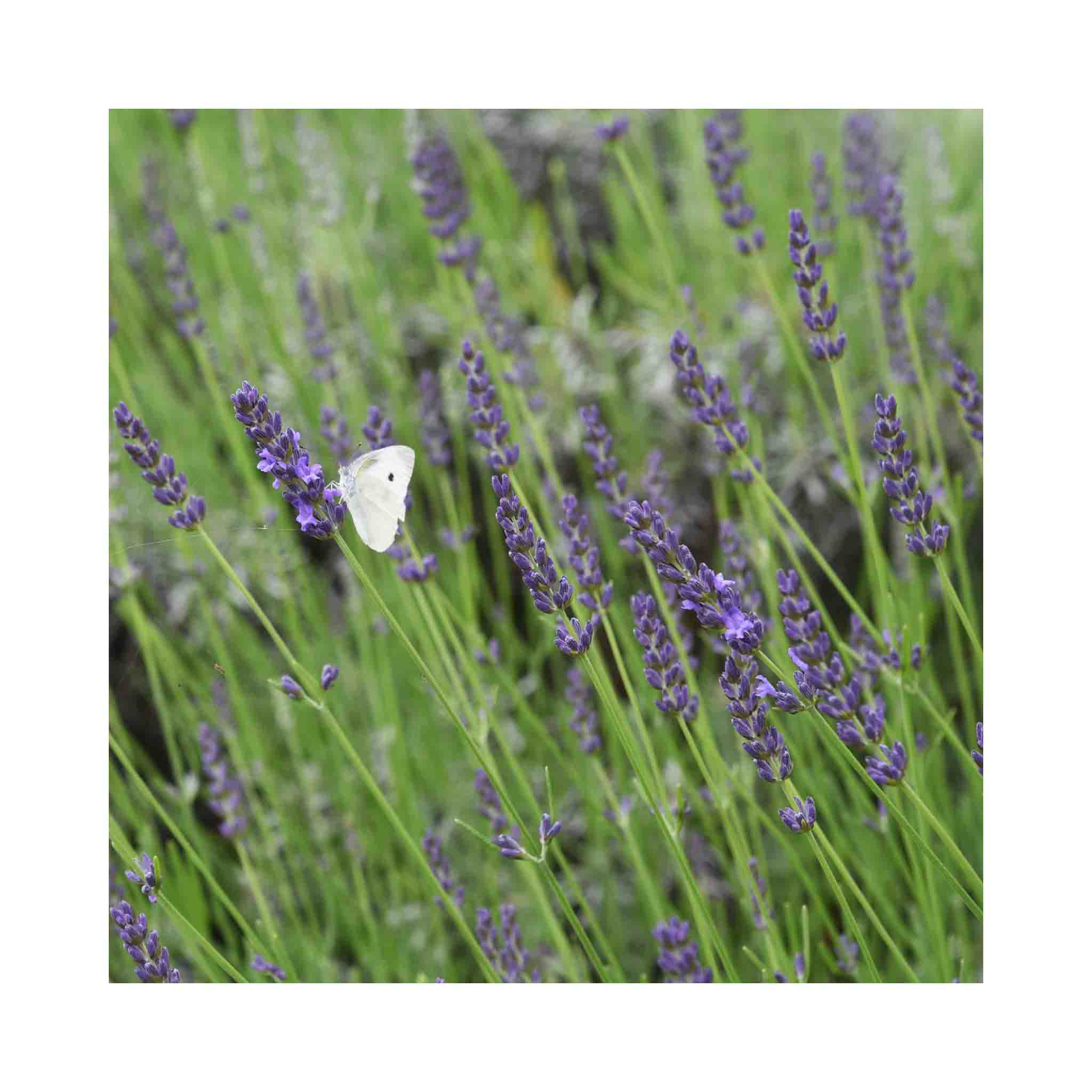 Lavender Grosso