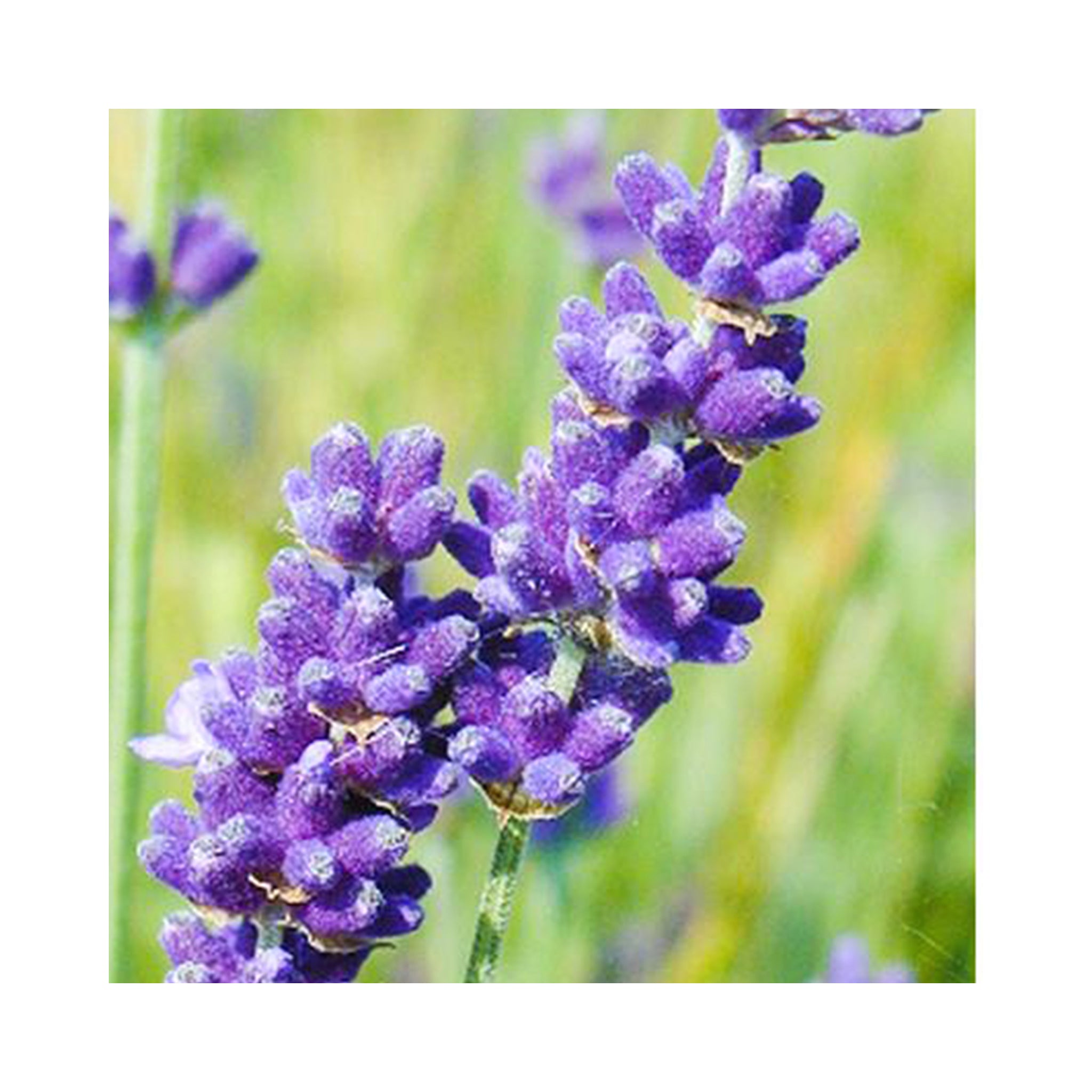 Lavender Hidcote