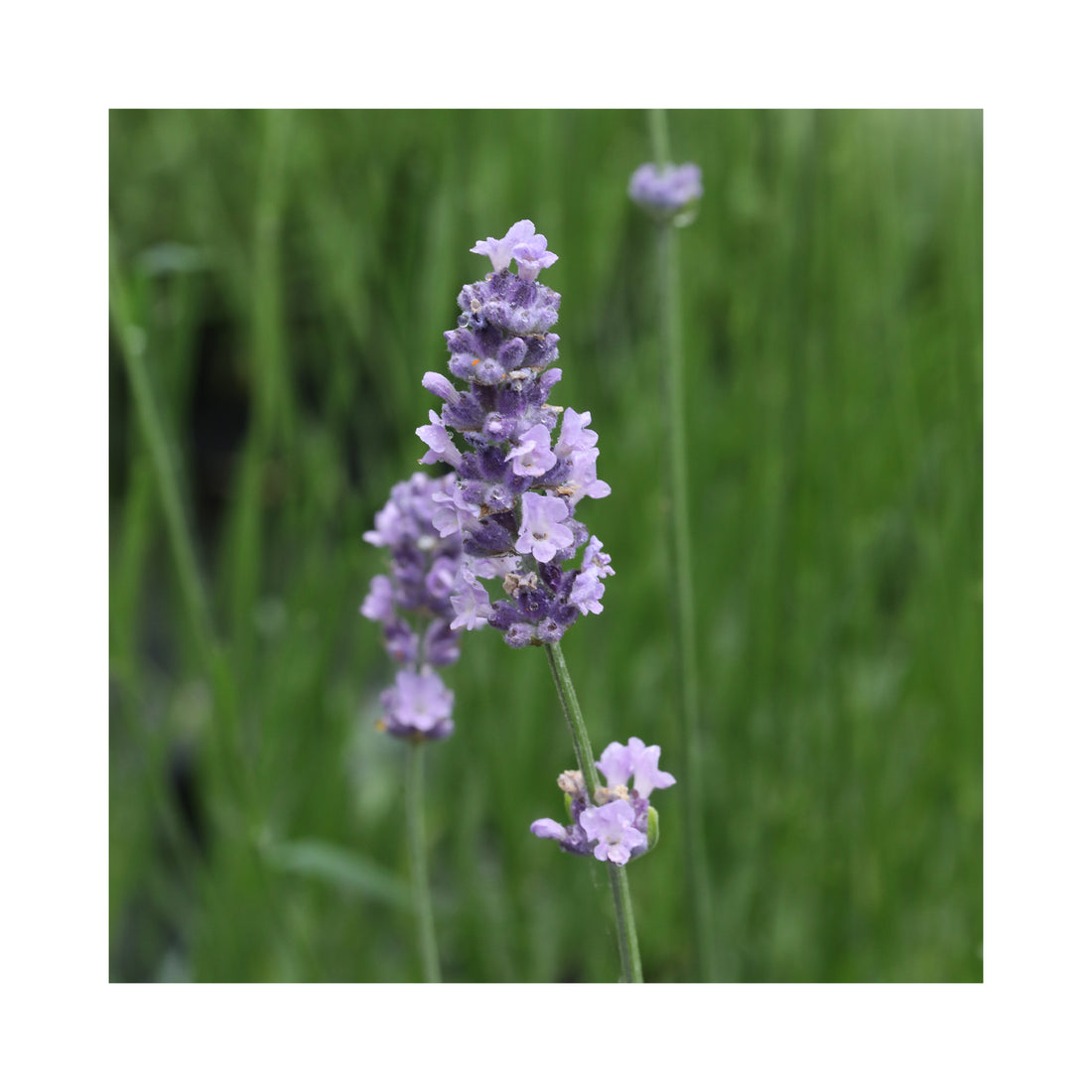 Lavender Melissa Lilac