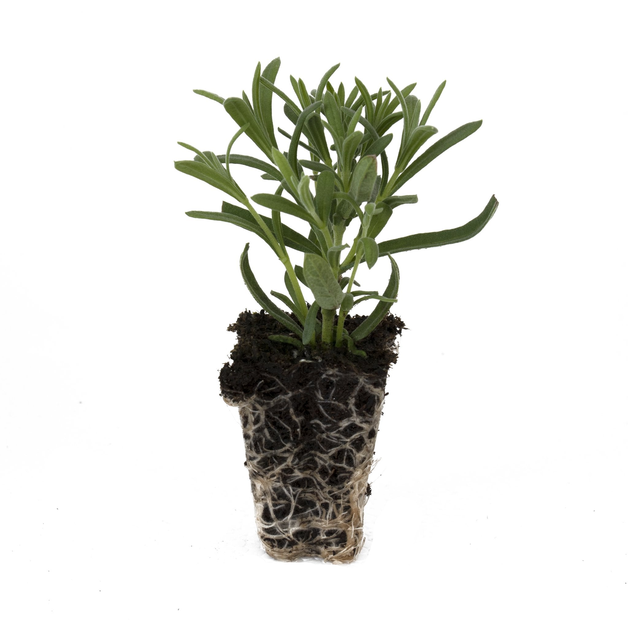 Lavender Madrid Blue Herb Plant