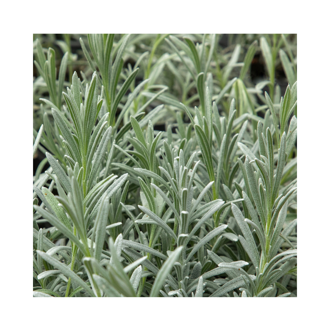 Lavender Silver Sands