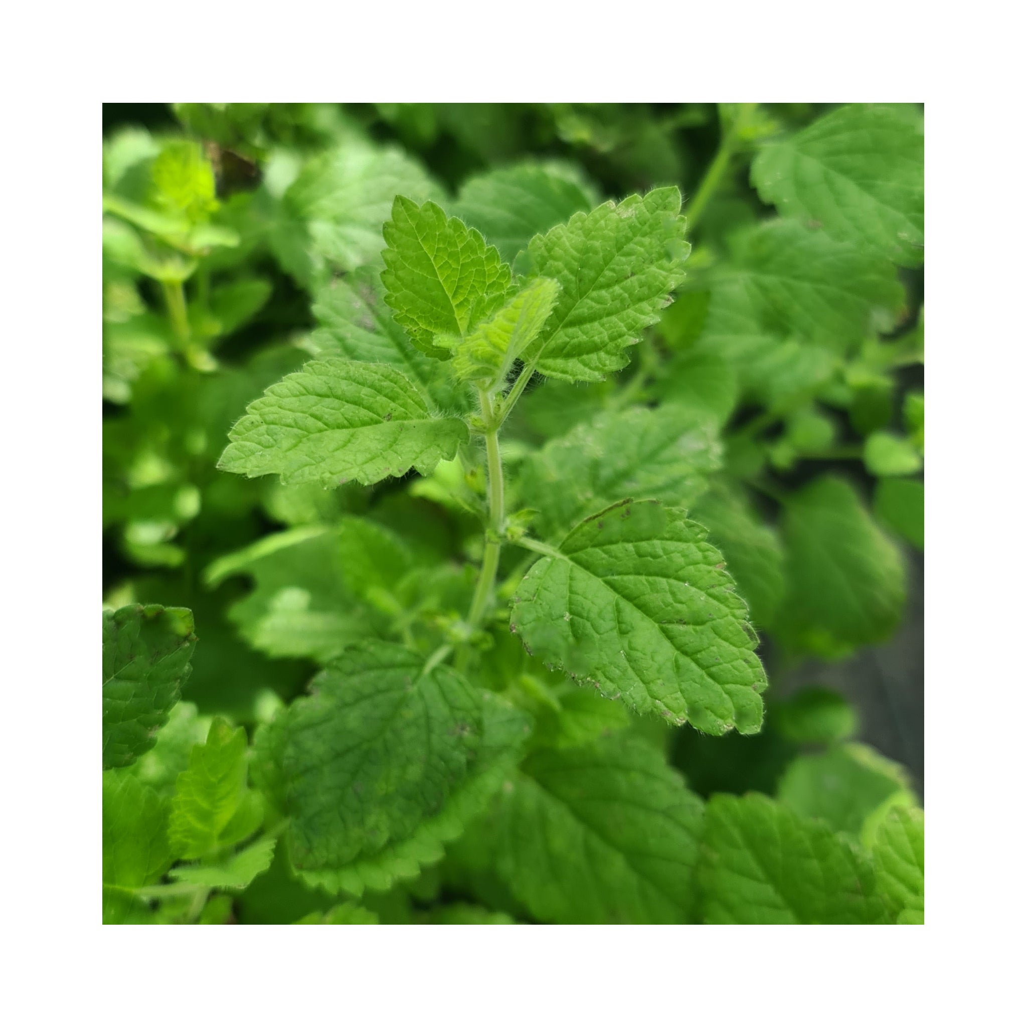 Balm Lemon