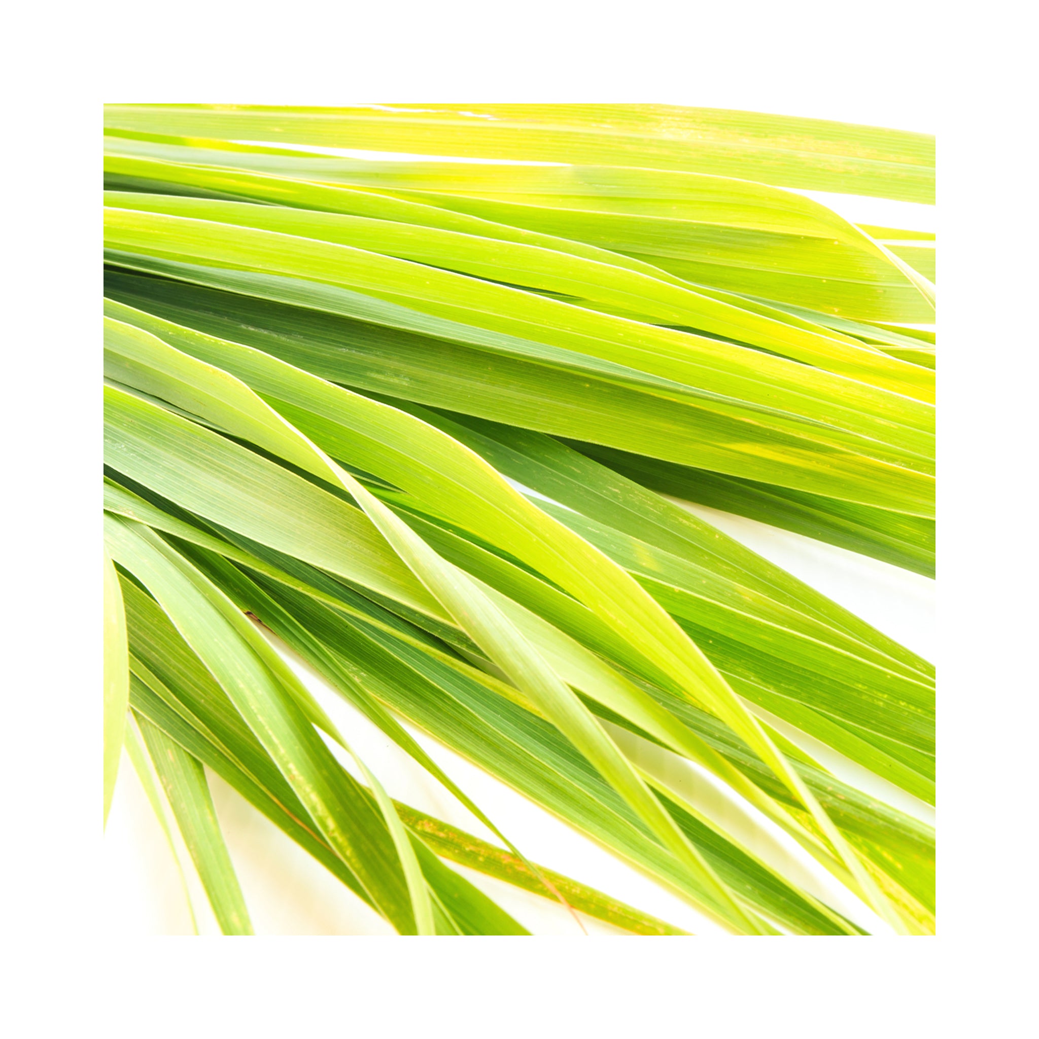 Lemon Grass, Grown from cuttings