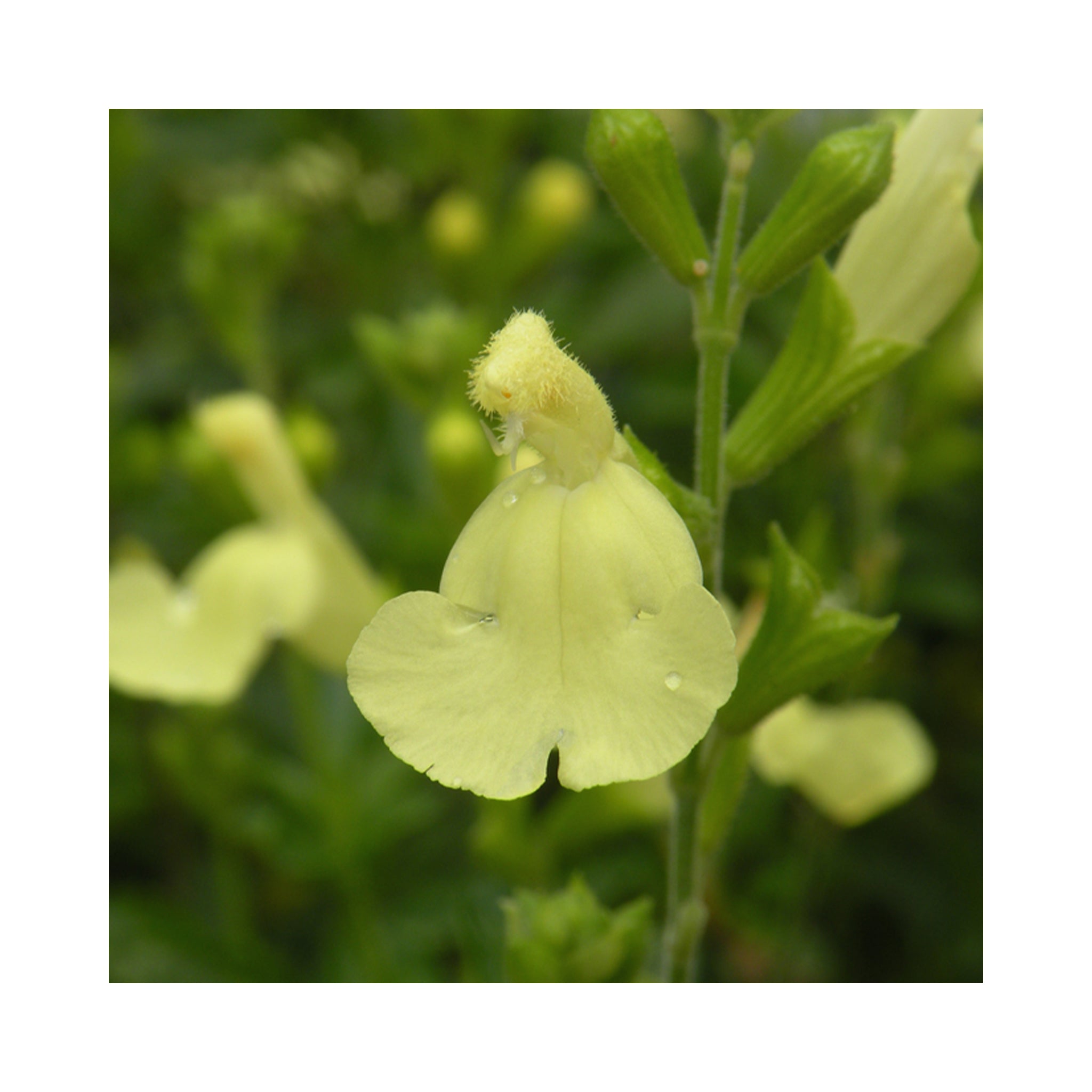 Salvia Lemon Light