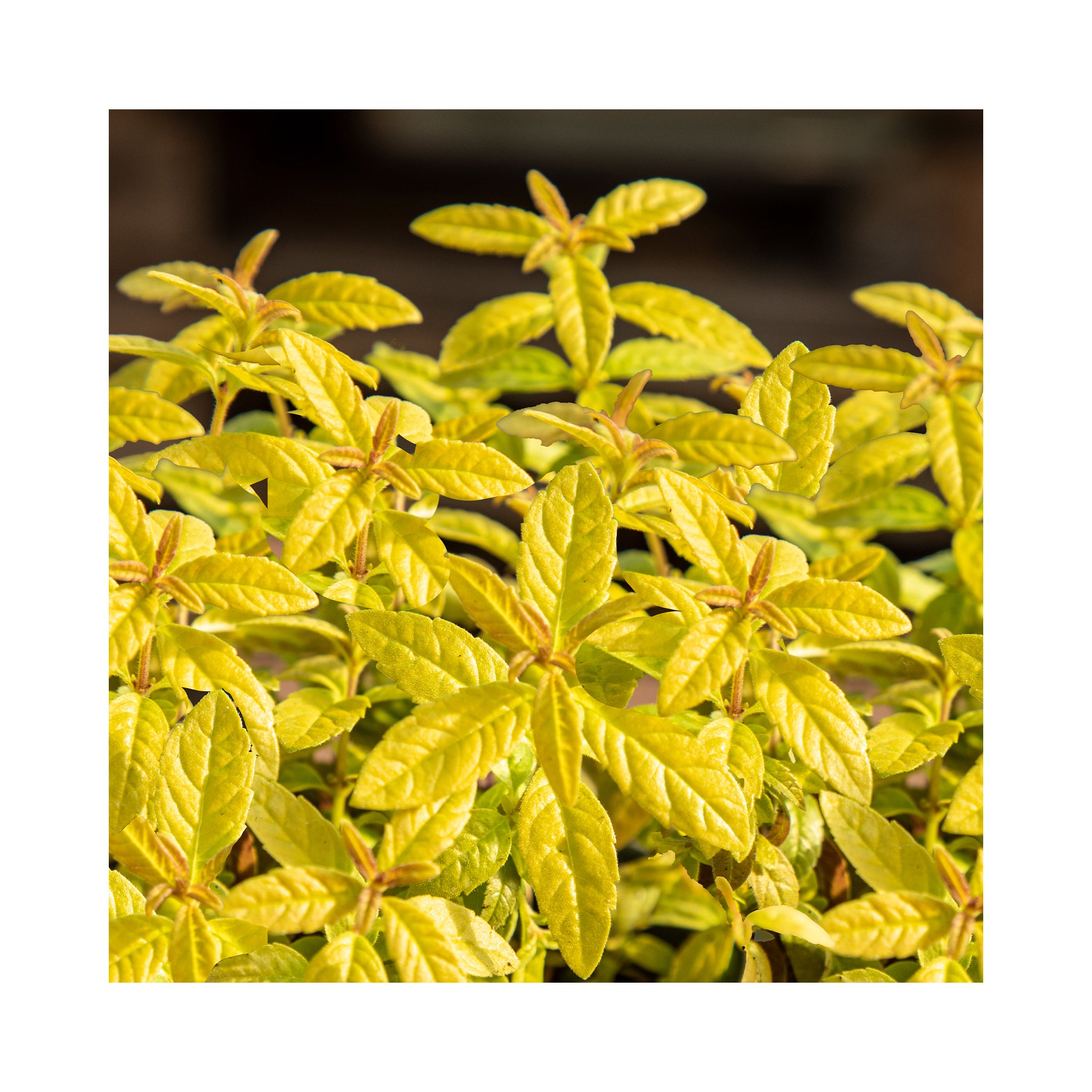 Lemon Verbena Golden Wind