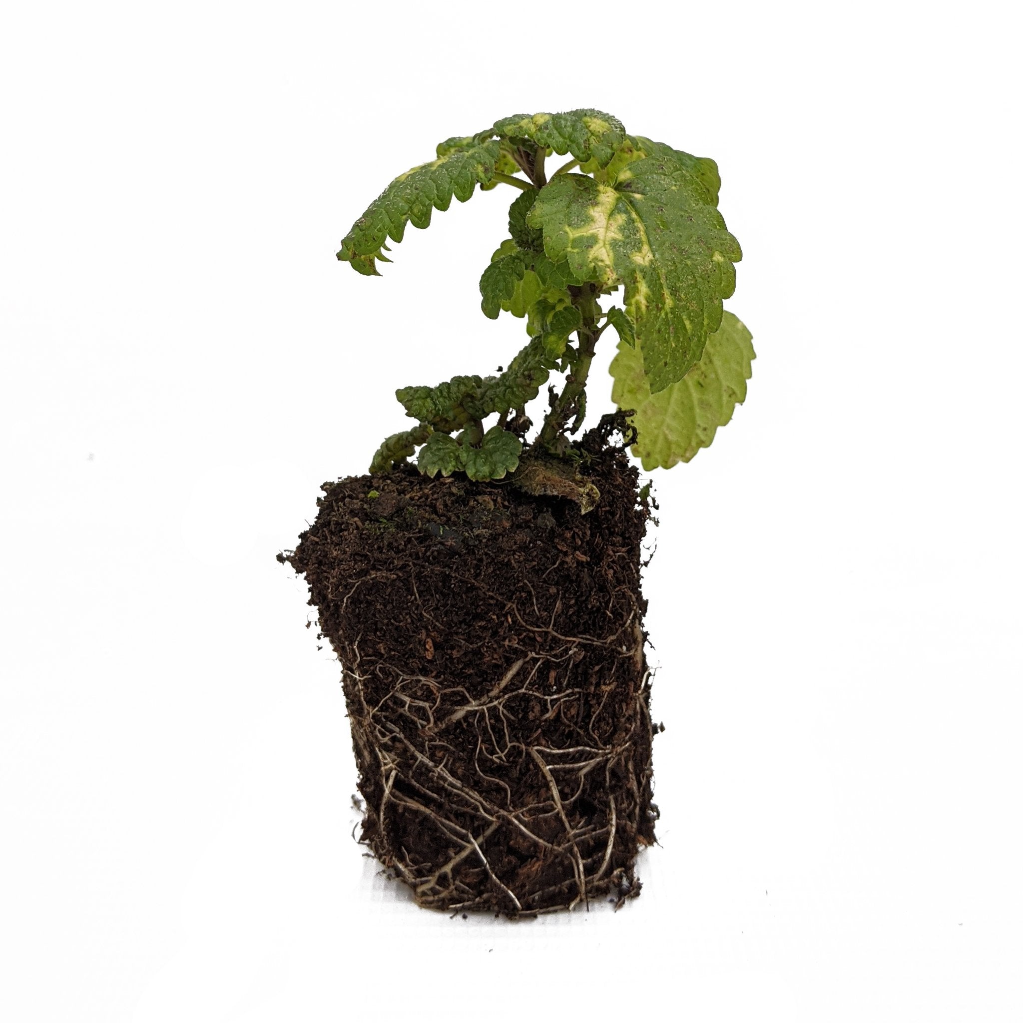 Variegated Lemon Balm Herb Plant