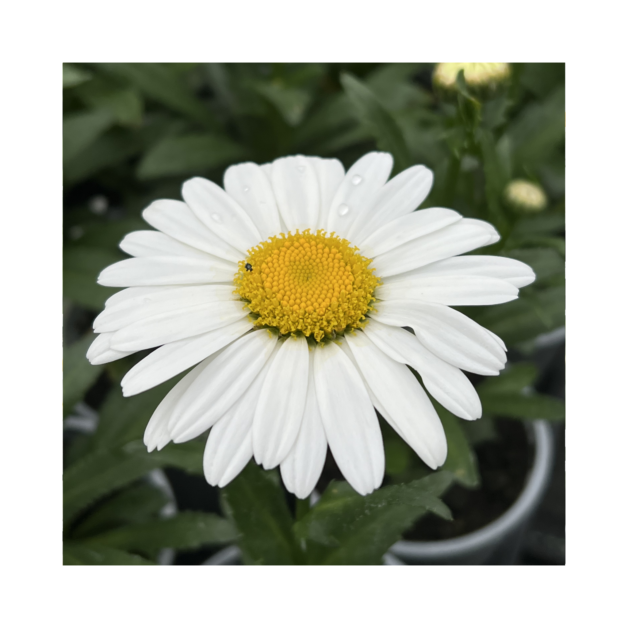 Leucanthemum Ooh La La Grande