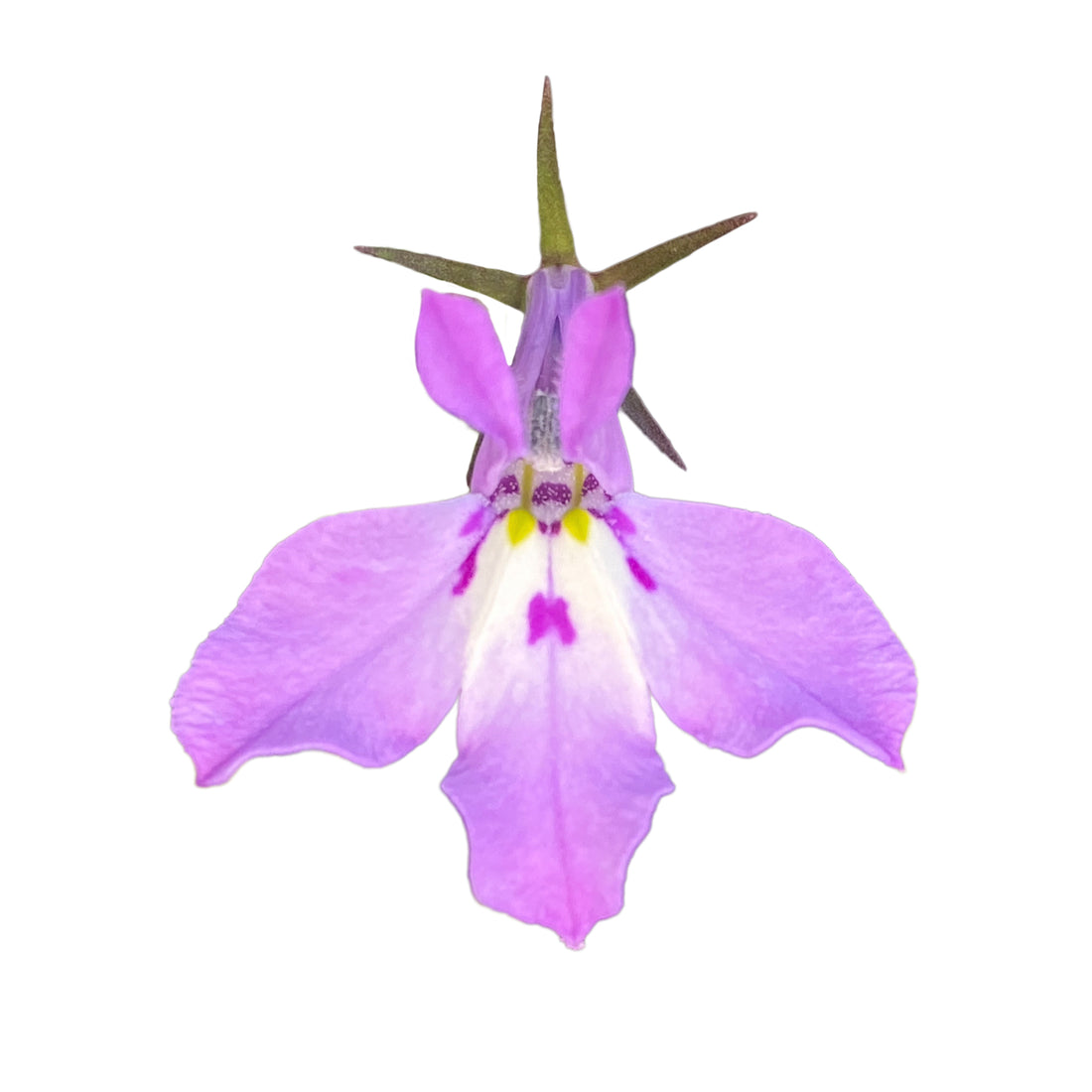 Lobelia Africa Lavender