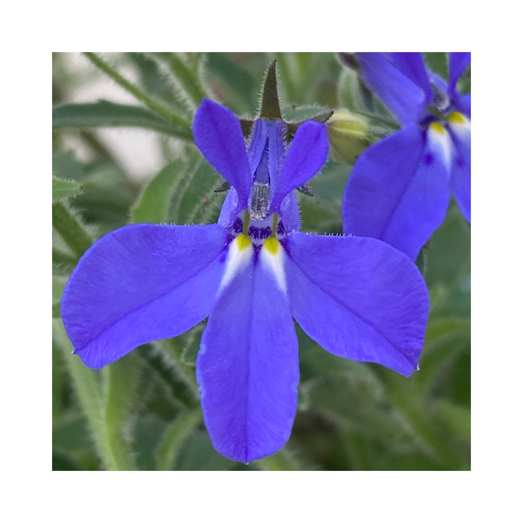 Lobelia Africa True Blue