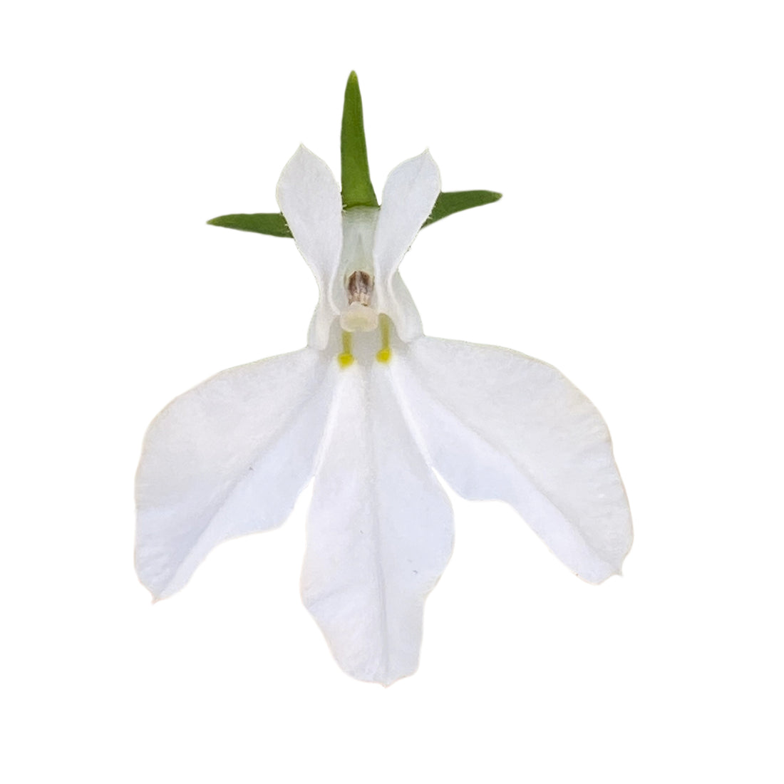 Lobelia Africa White