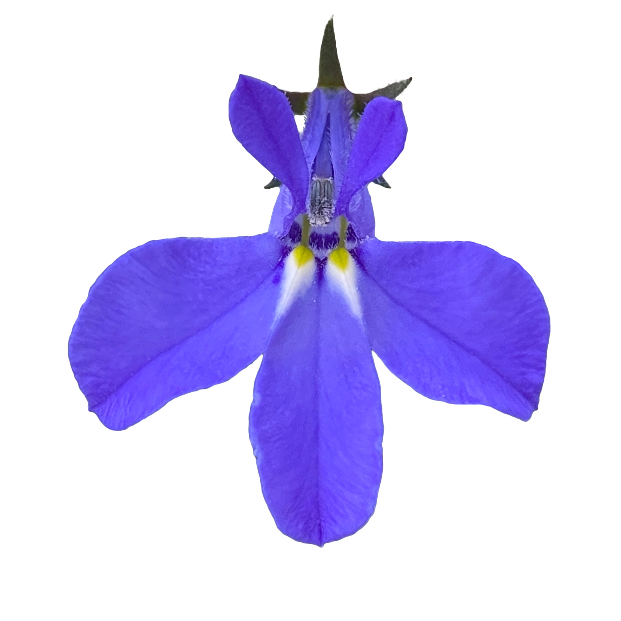 Lobelia Africa True Blue