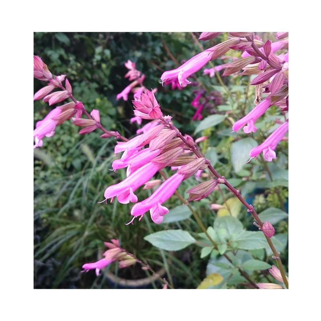 Salvia Kisses & Wishes