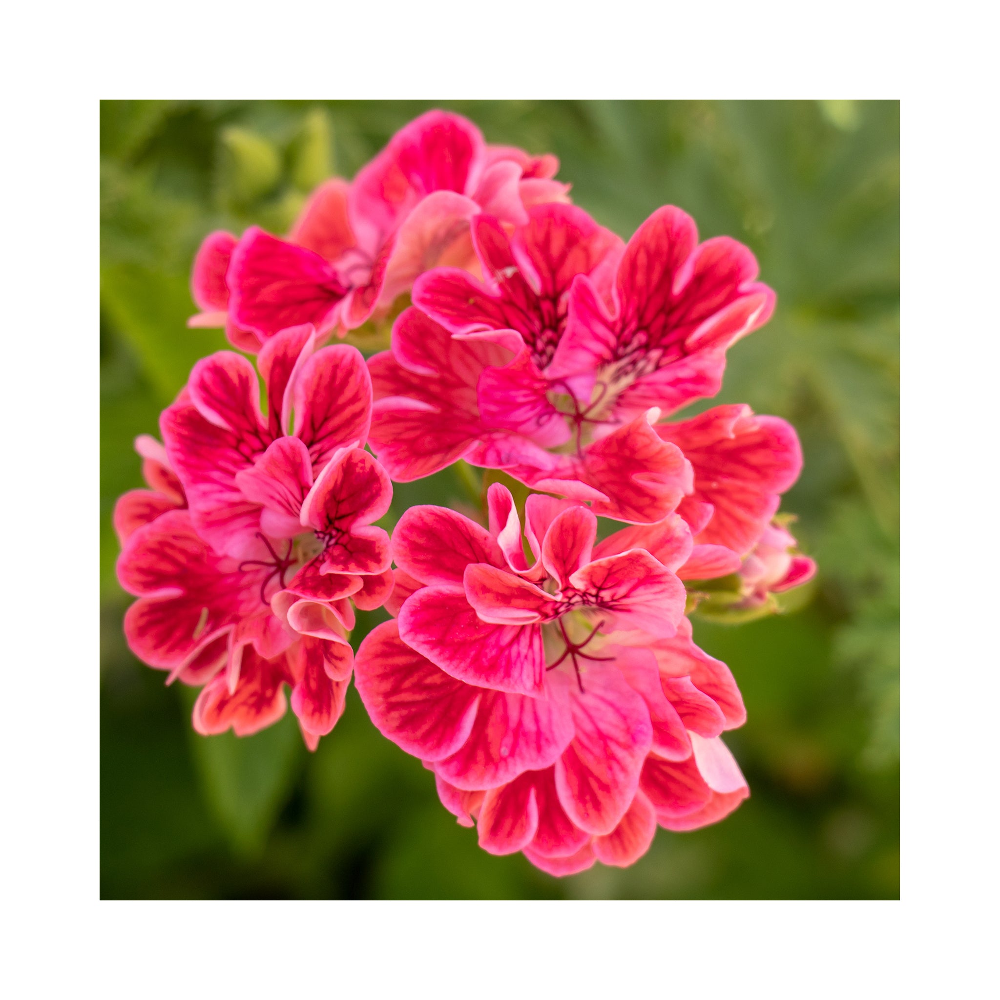 Scented Geranium Collection, 6 Plants in 9cm pots - Stunning Flowers with Scented Foliage