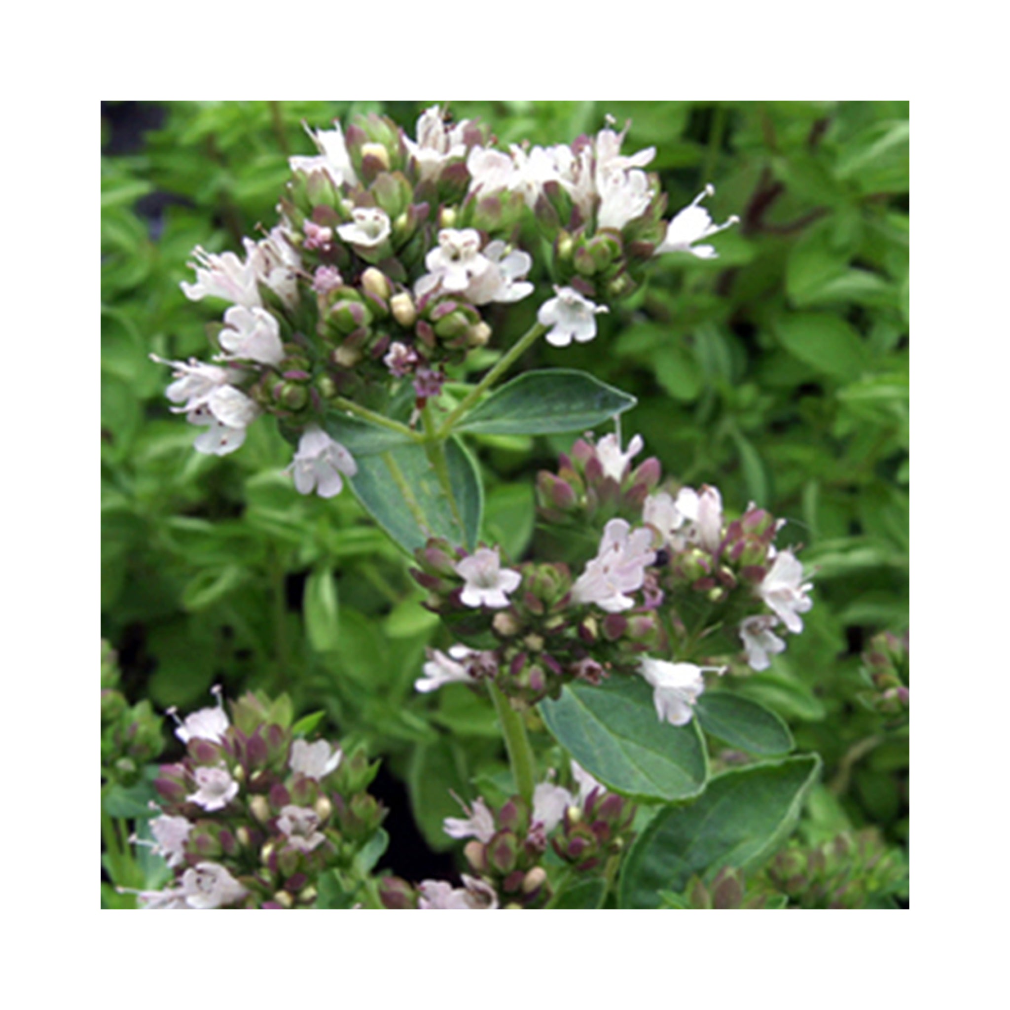 Marjorum Compact