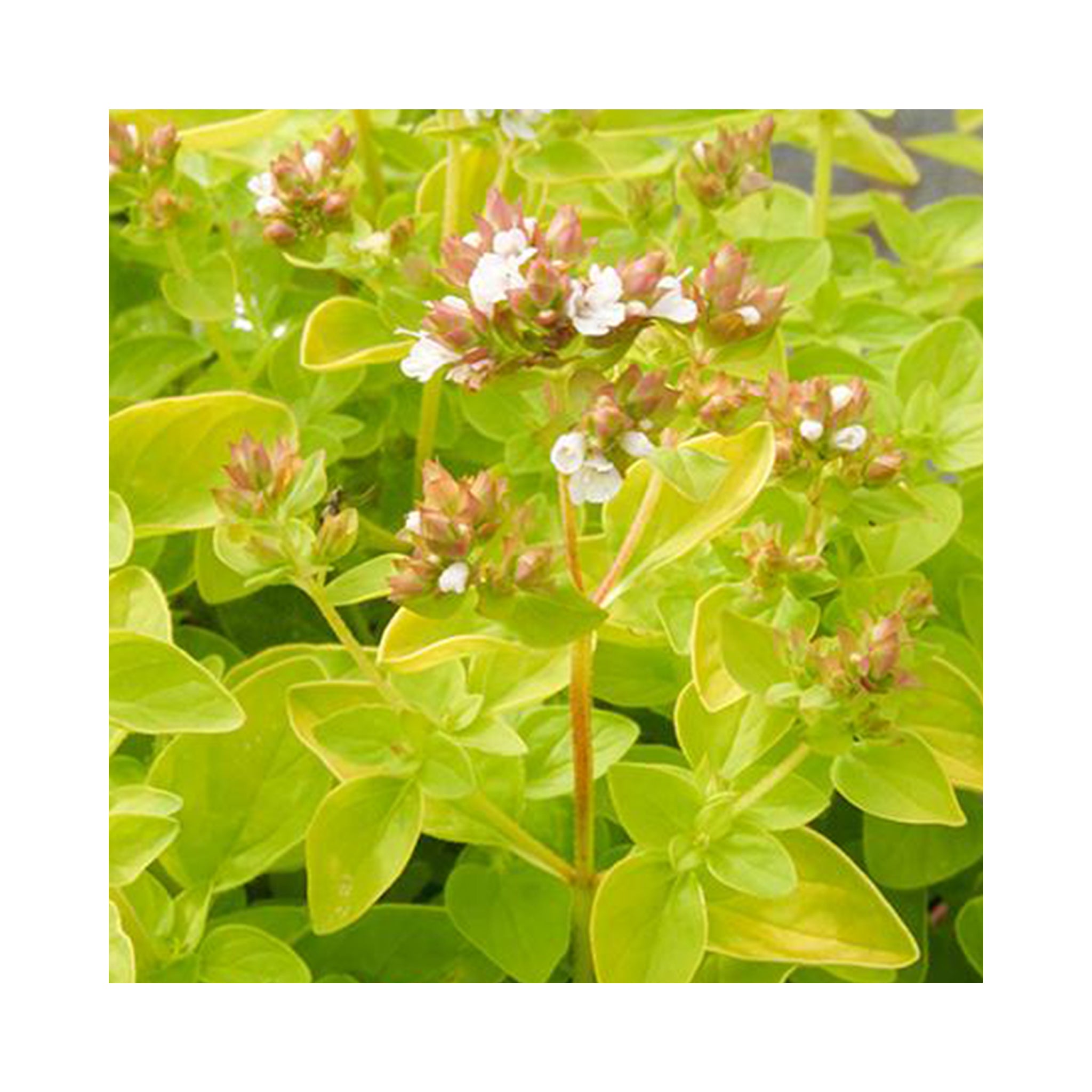 Marjoram Gold Shine