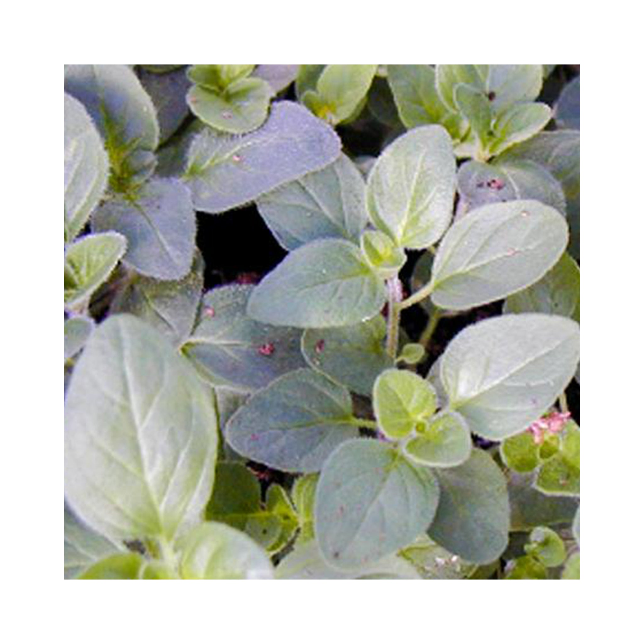 Marjoram Sweet