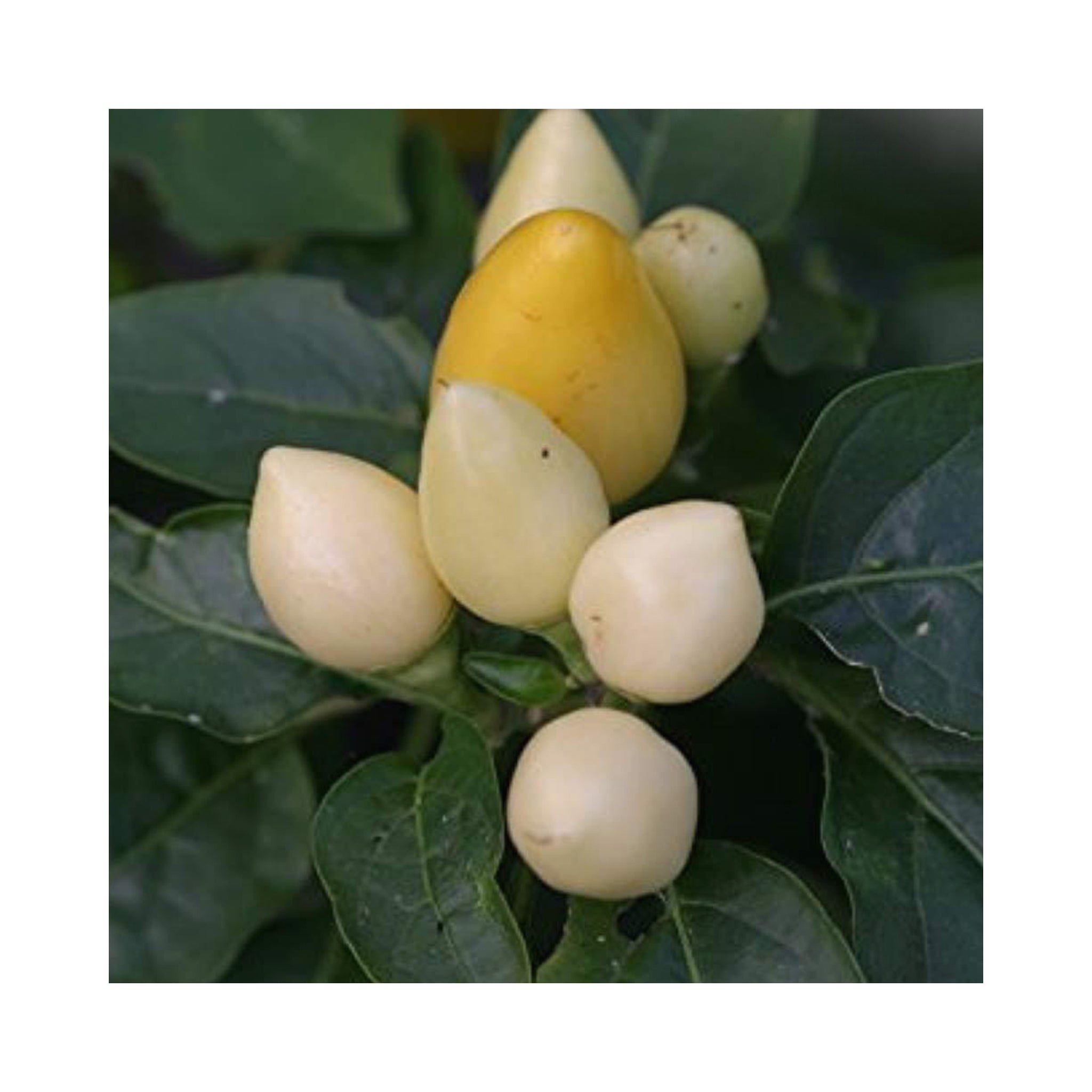 Petunia Crazytunia Collection