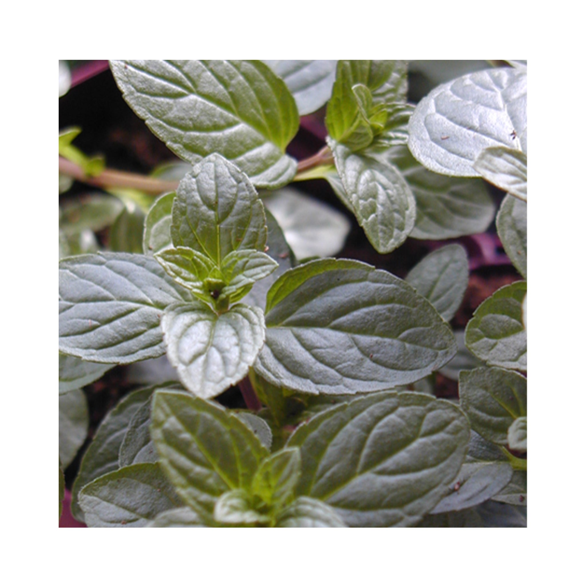 Mint Lovers Collection – 24 Varieties of Mint Plants
