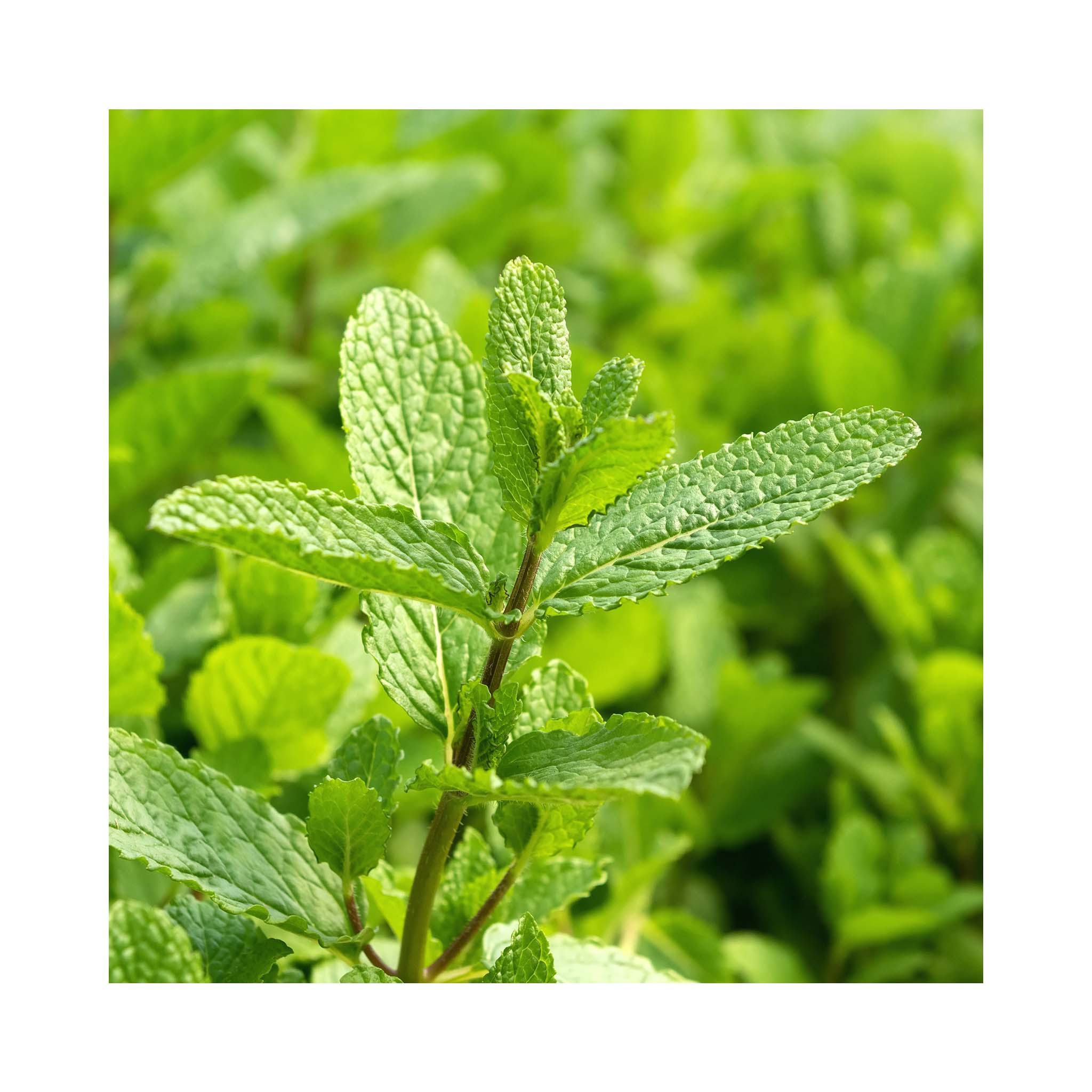 Mint Lovers Collection – 24 Varieties of Mint Plants