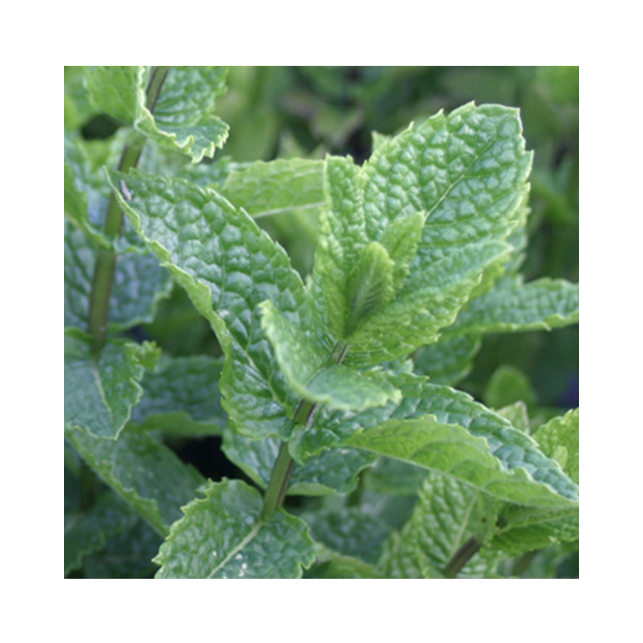Mint Lovers Collection – 24 Varieties of Mint Plants