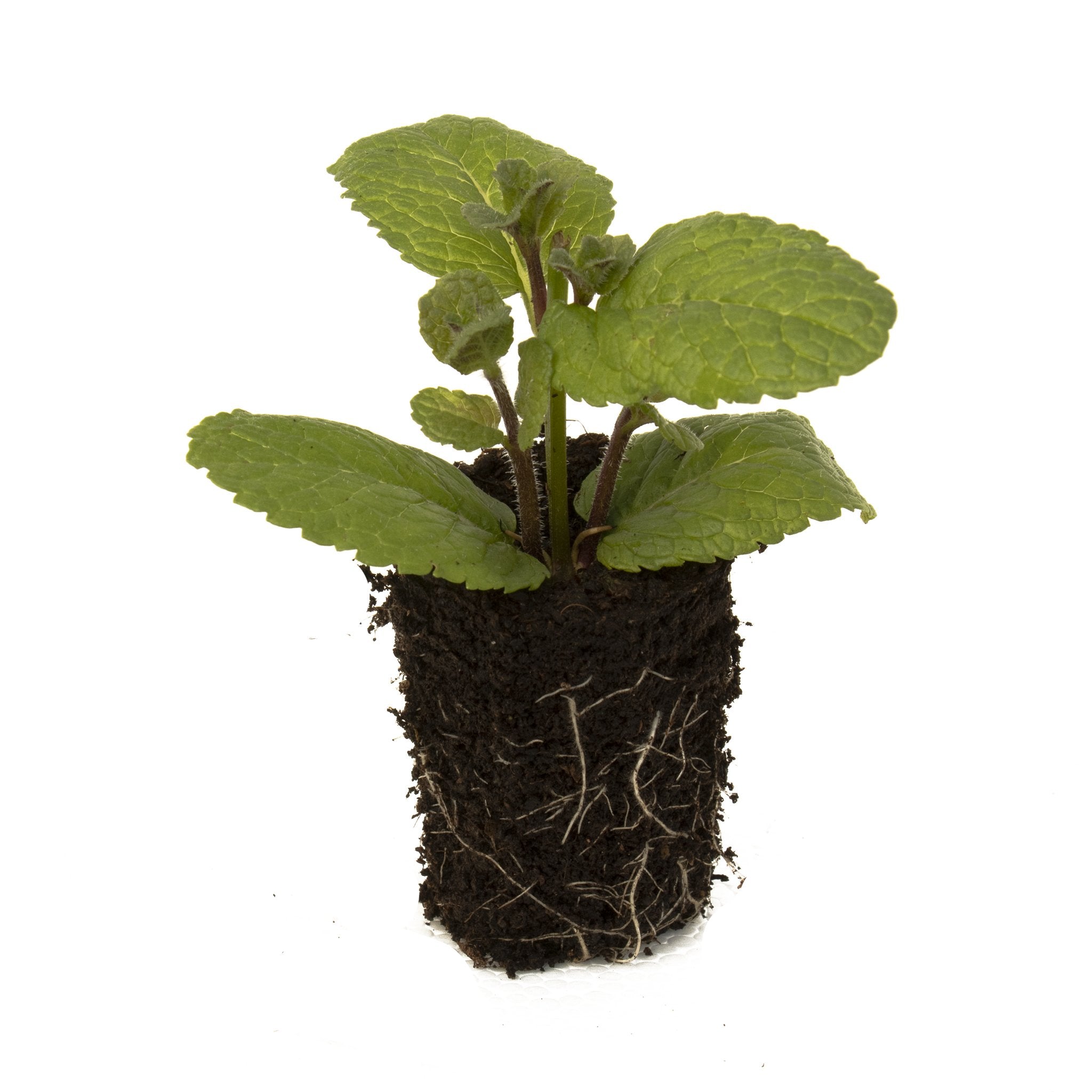 Spanish Mint Herb Plant