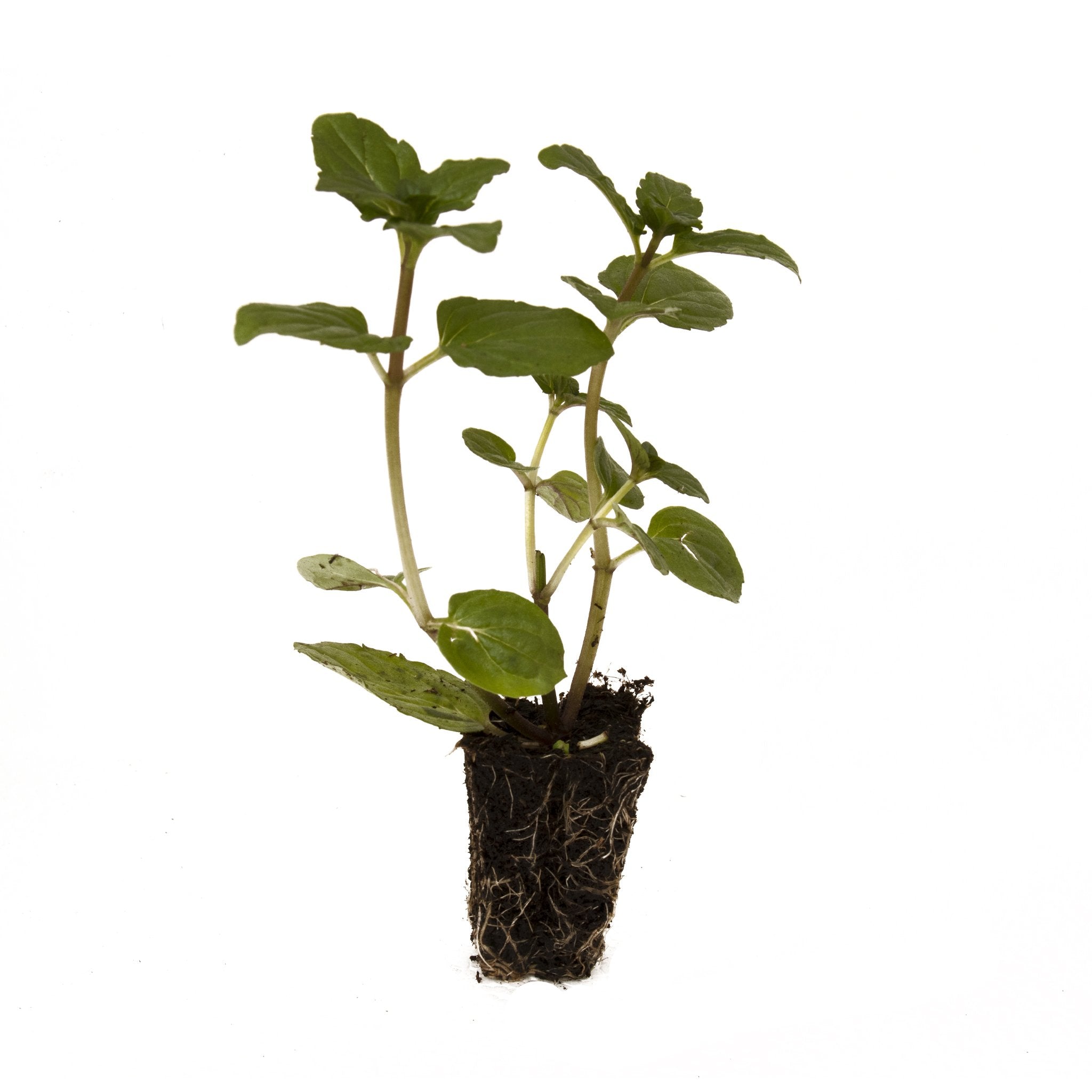 After Eight Mint Herb Plant