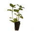 After Eight Mint Herb Plant