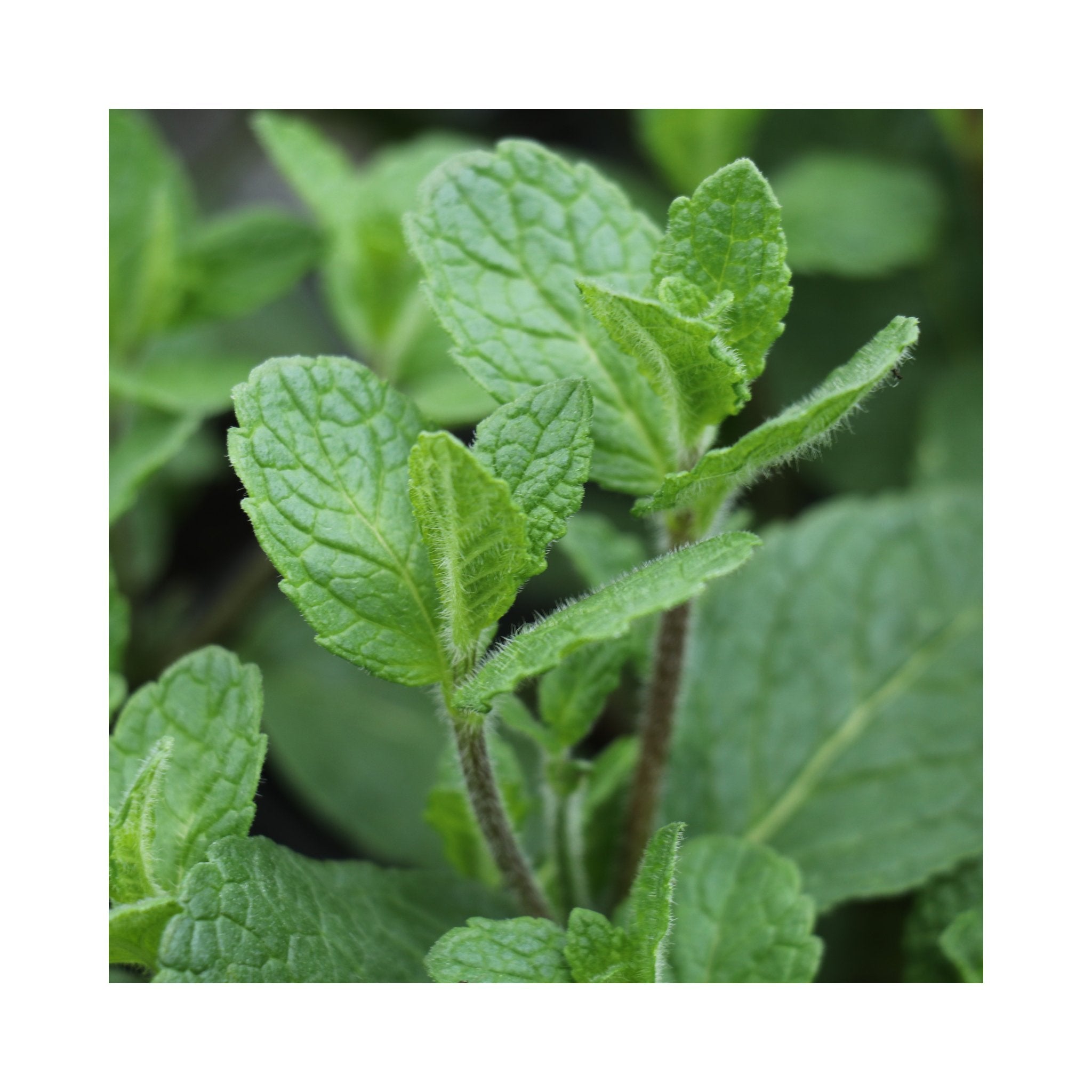 Inguano Mint Herb Plant