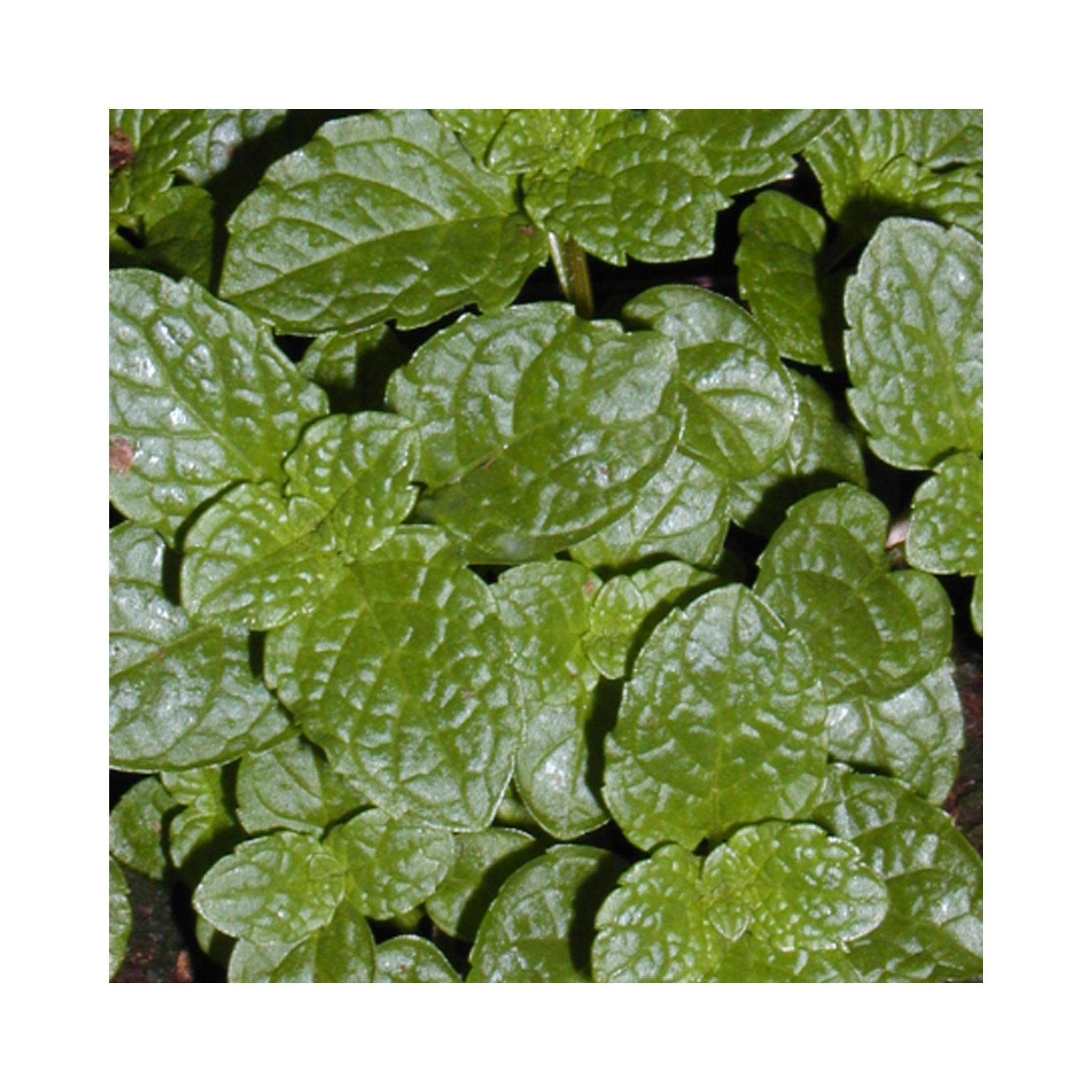 Tashkent Mint Herb Plant