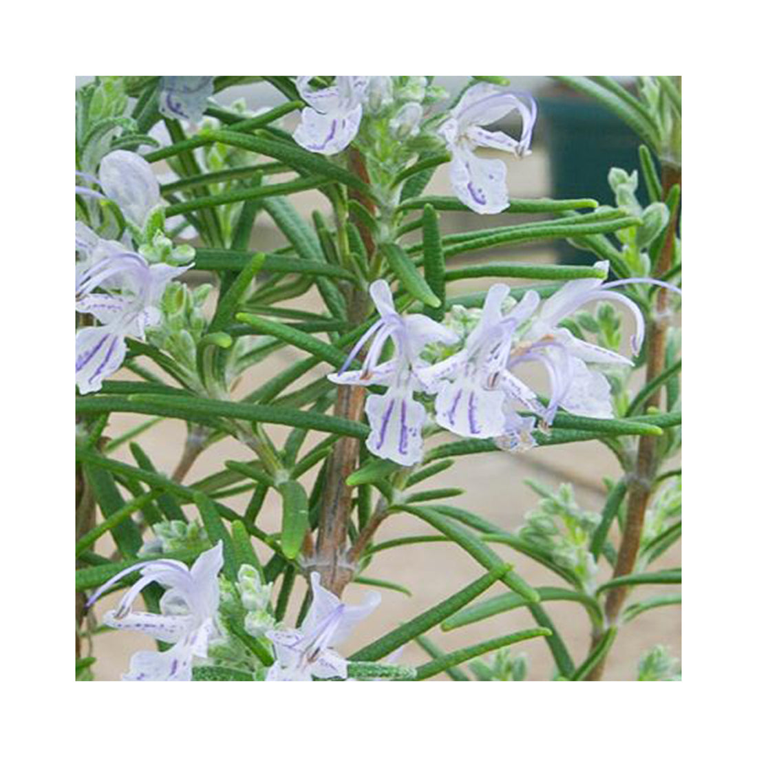 Rosemary Miss Jessops Upright