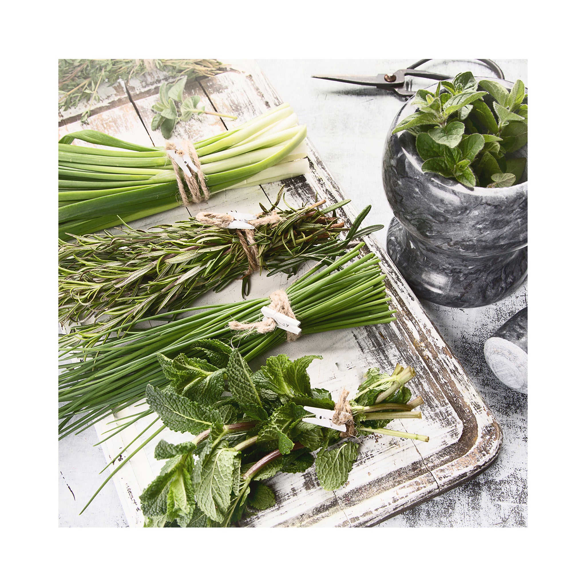 6 pack of potted Mixed Herb Assorted plants. Each Variety Labelled.