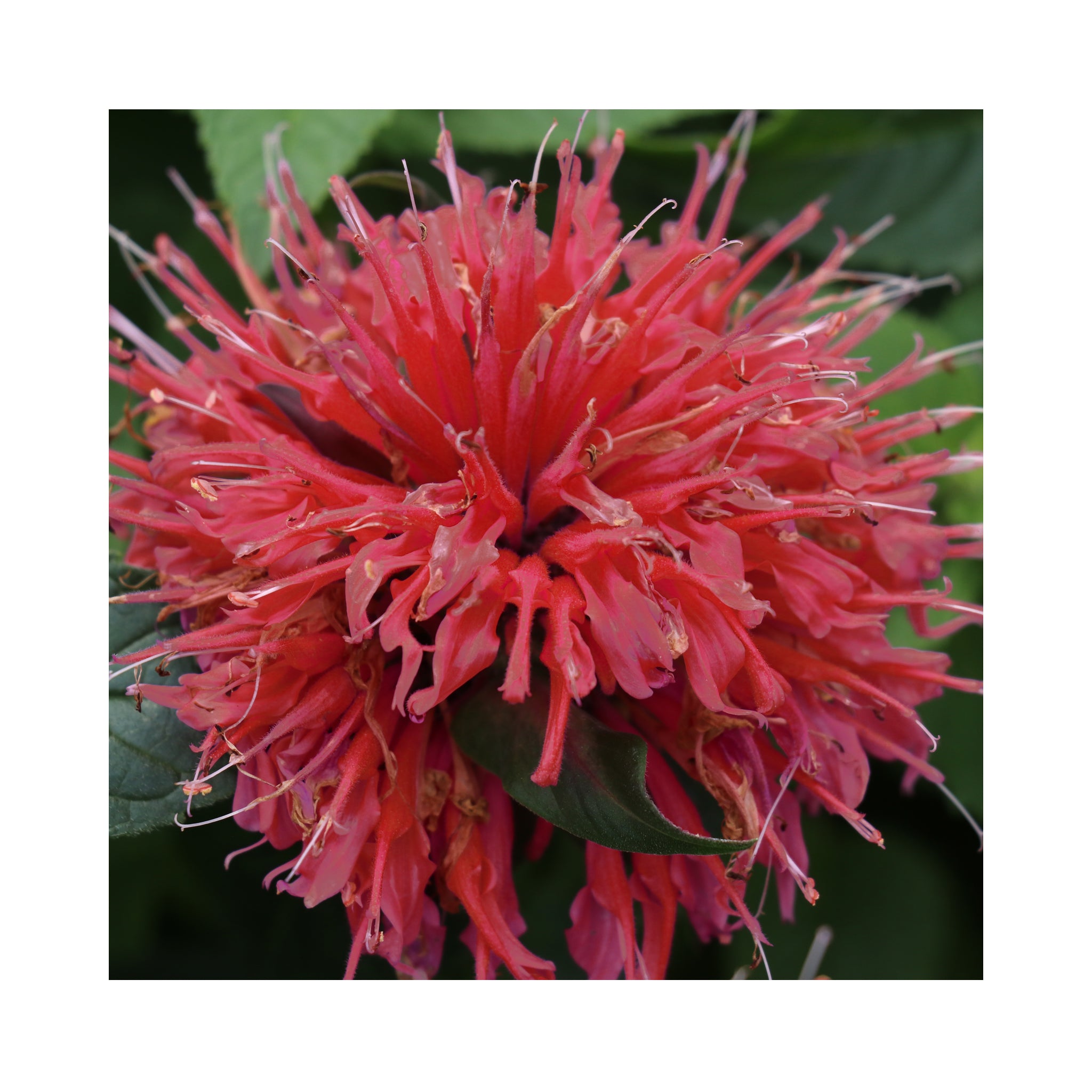 Monarda Jacob Cline