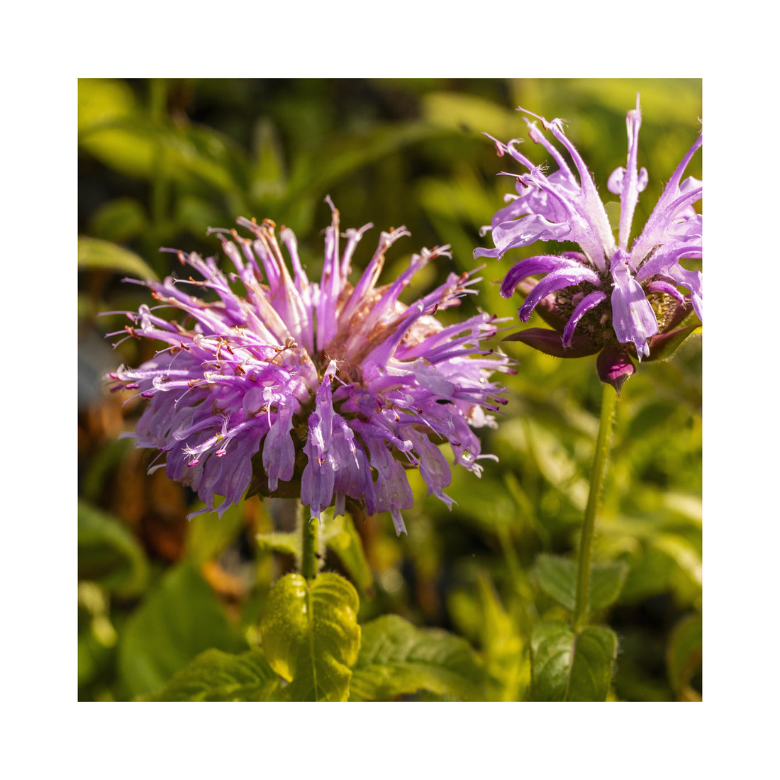 Monarda Sugar Buzz Blue Moon