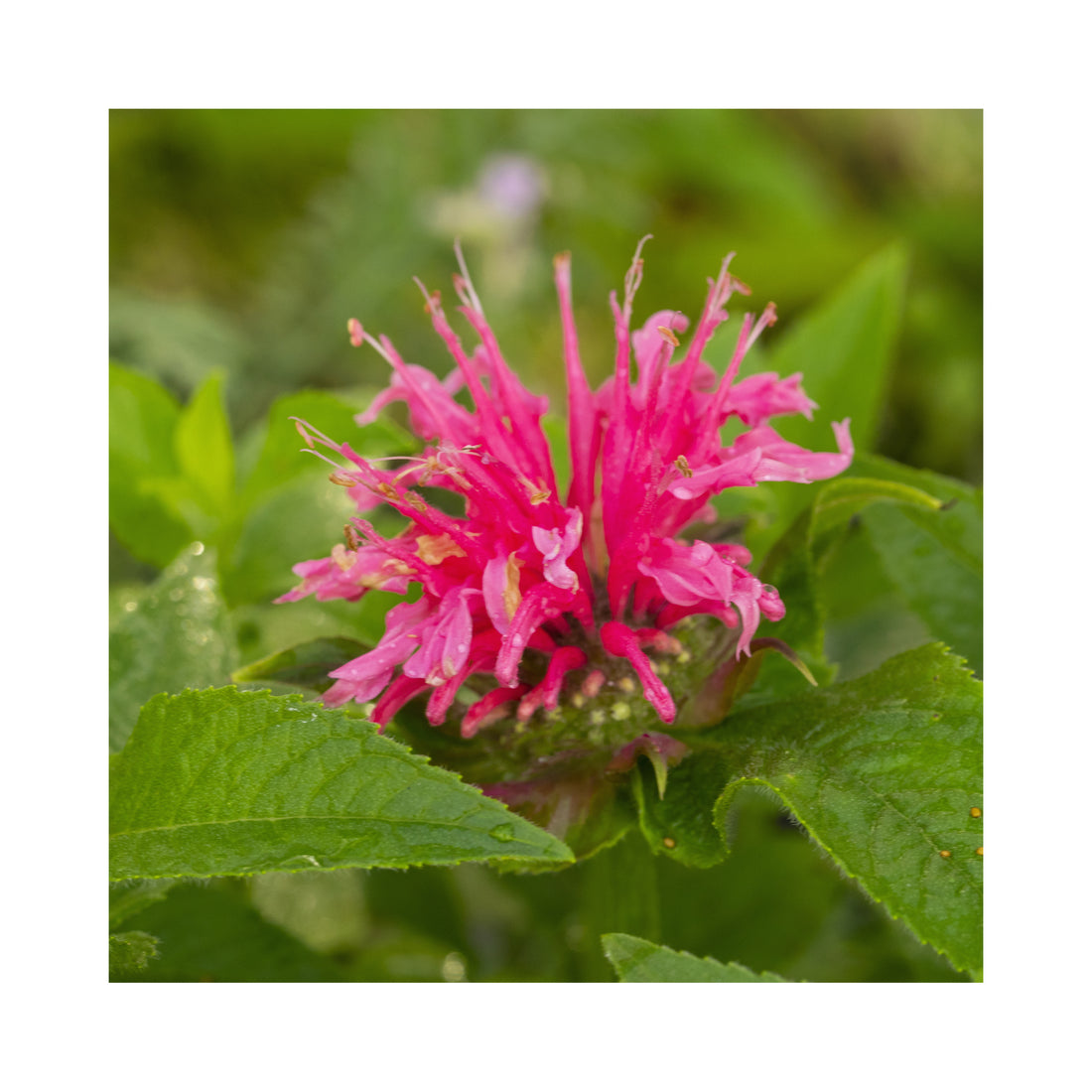 Monarda Sugar buzz Bubblegum