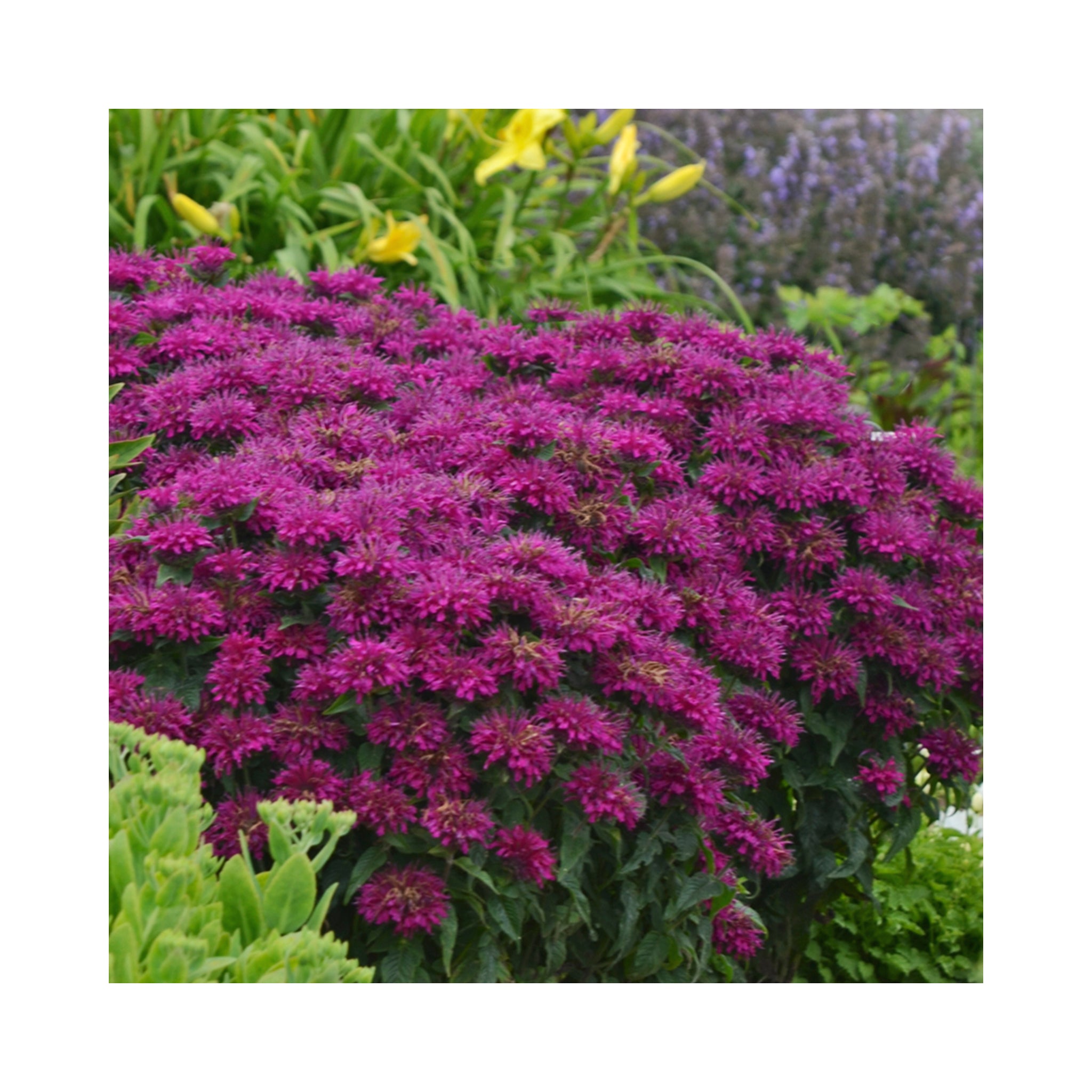Monarda Sugar Buzz Grape Gumball