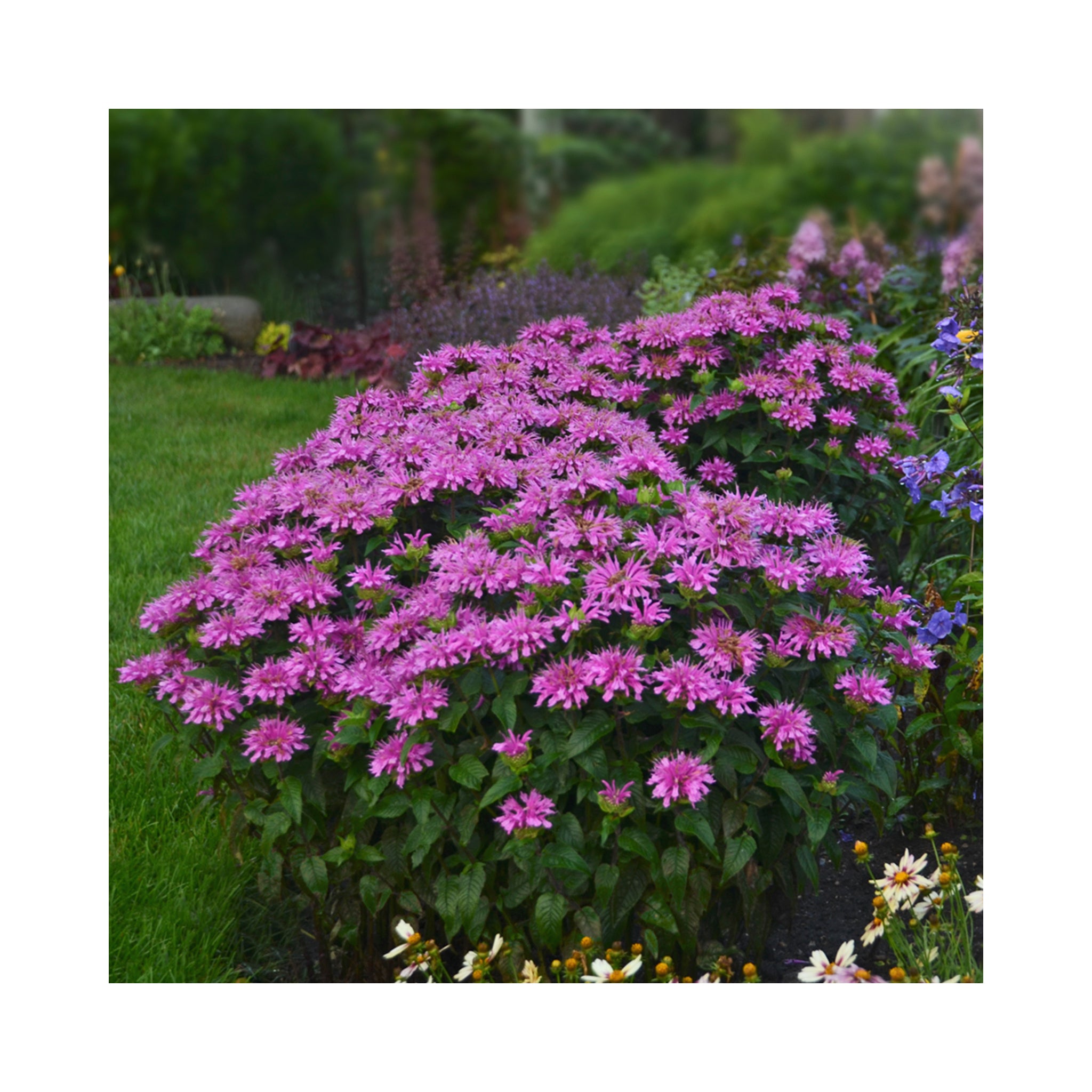 Monarda Sugar Buzz Lilac Lollipop