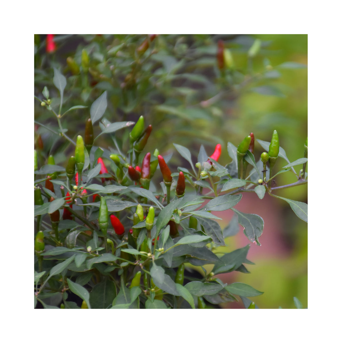 Chilli Multicolored Bird&