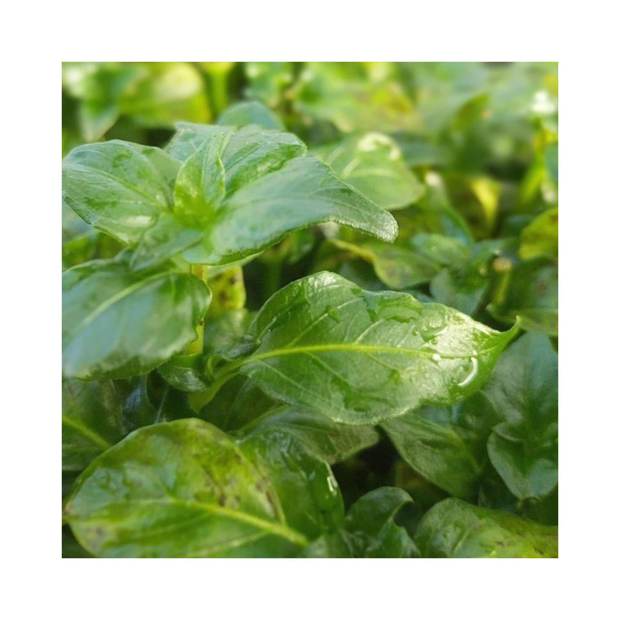 Mushroom Leaf BuyPlants