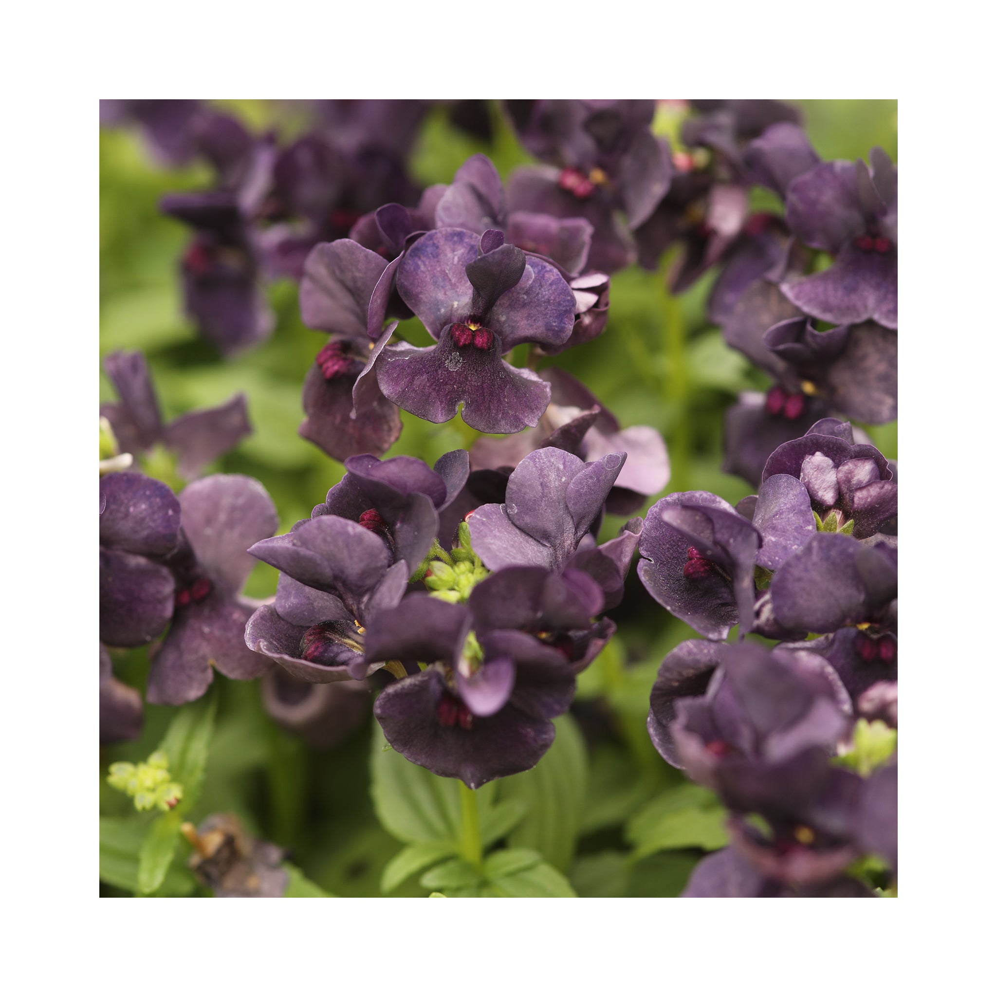 Nemesia Blackberry