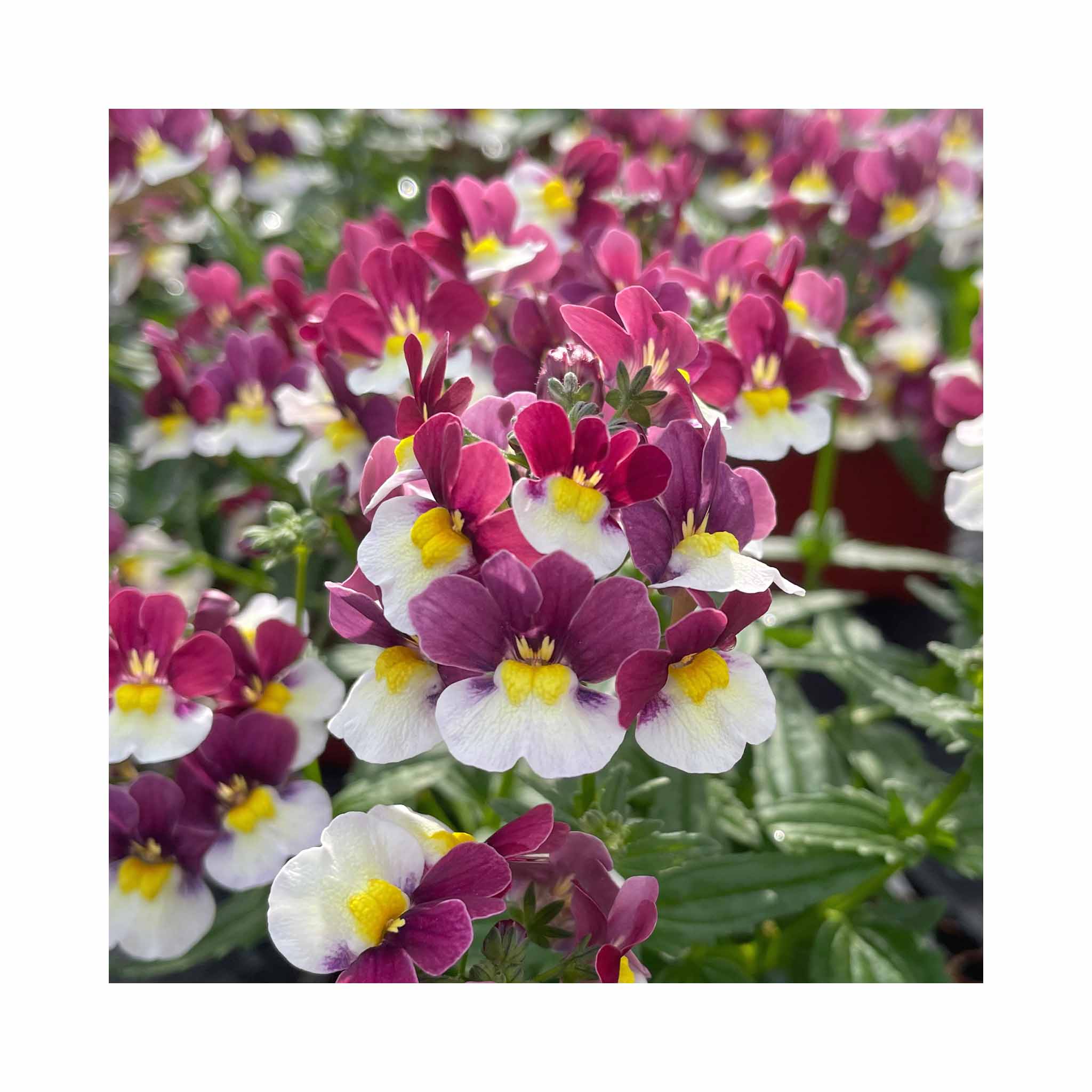 Nemesia Neminio Up Burgandy White