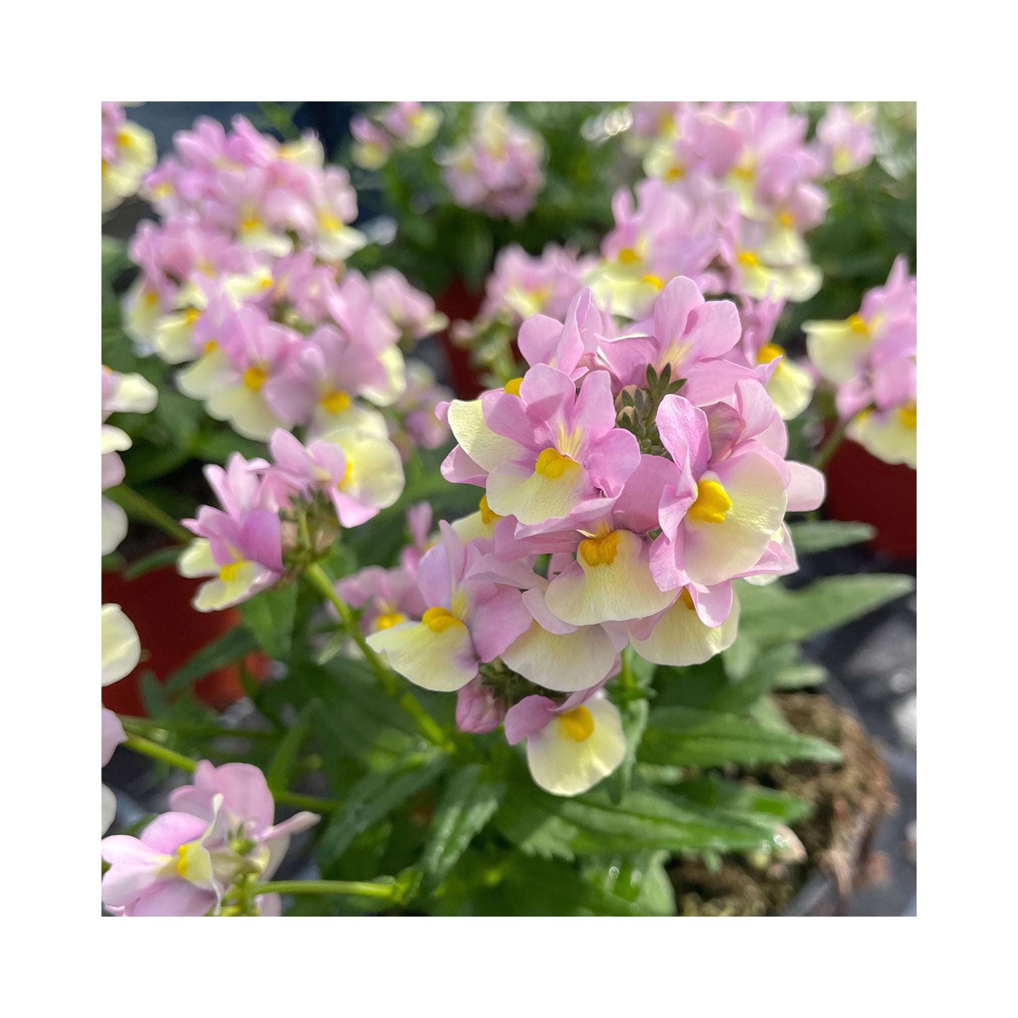 Nemesia Neminio Up Lemon Pink