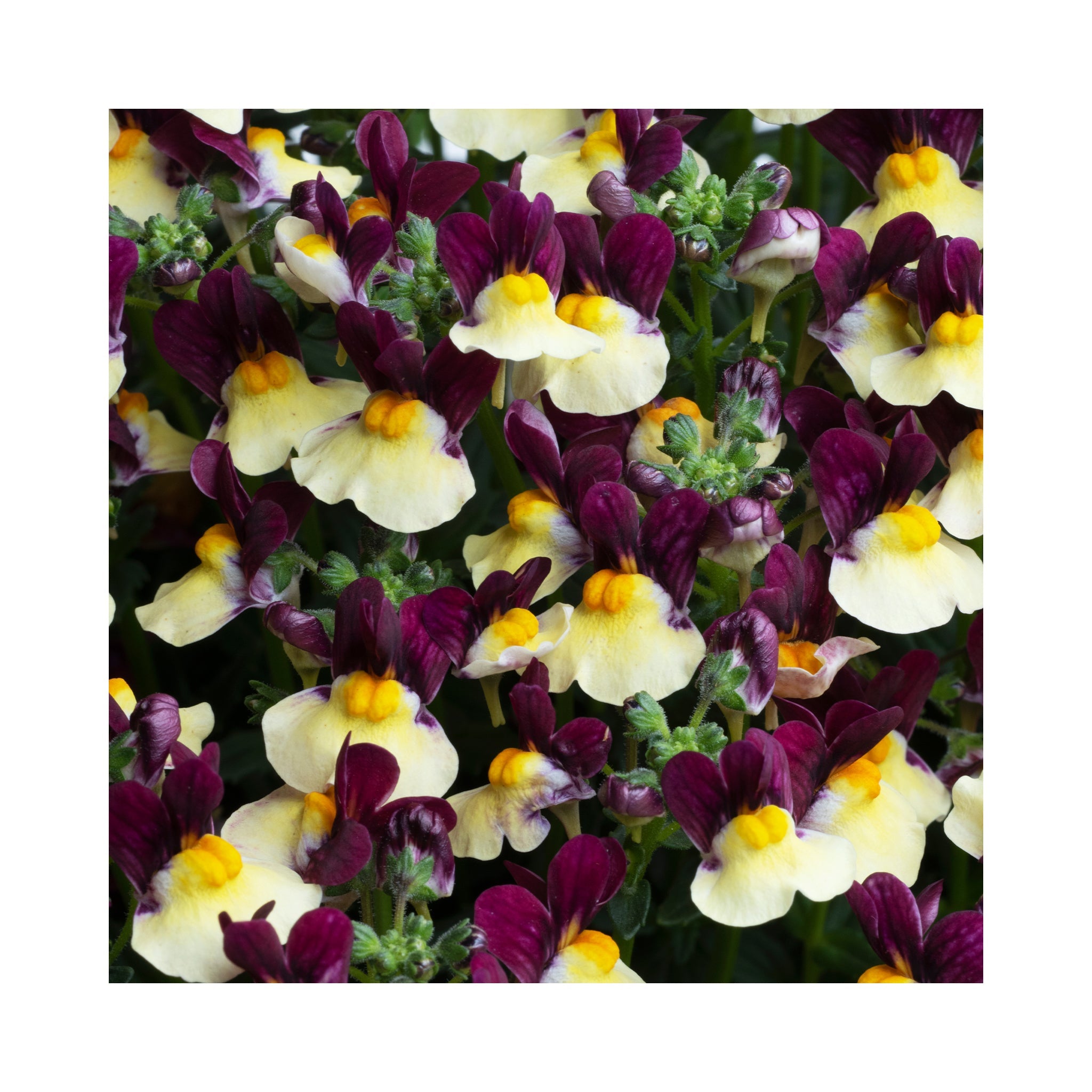 Nemesia 6 mixed starter plants