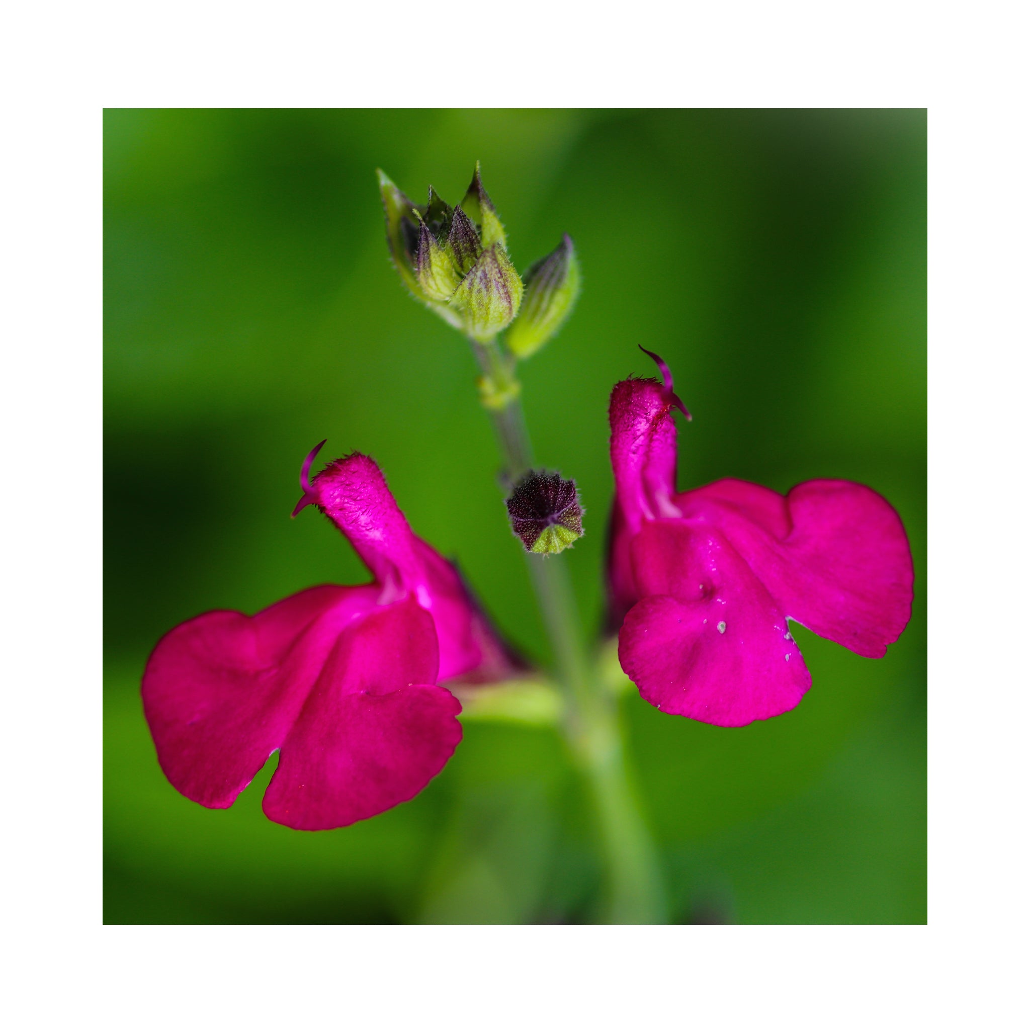 Salvia 9cm plant Collection, 6 different varieties