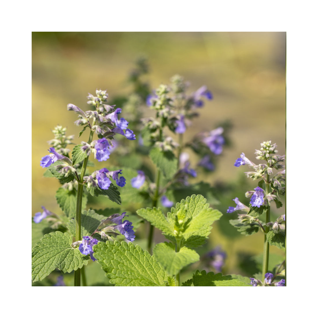 Nepeta Blue Wonder