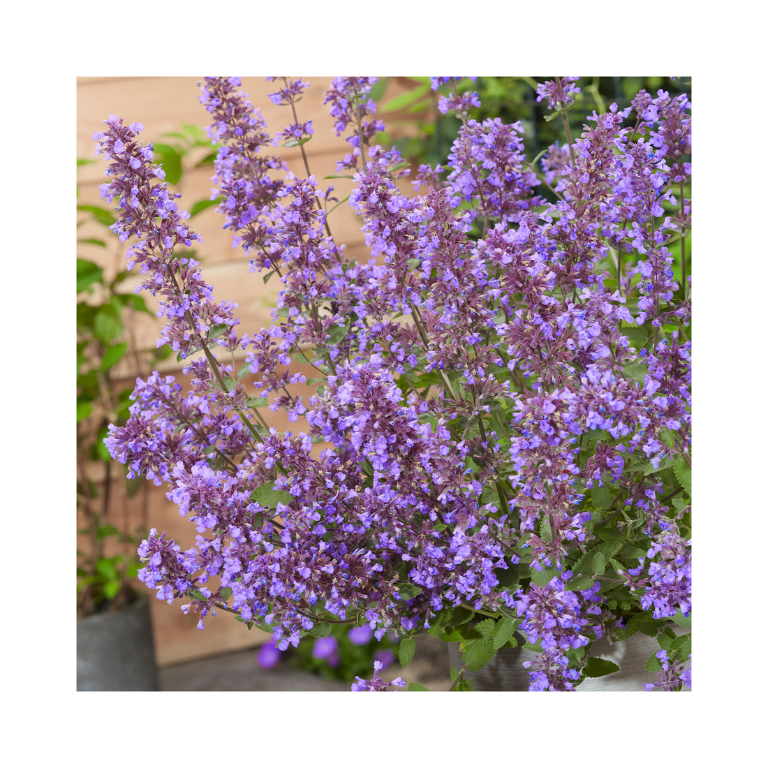 Nepeta Blue Prelude