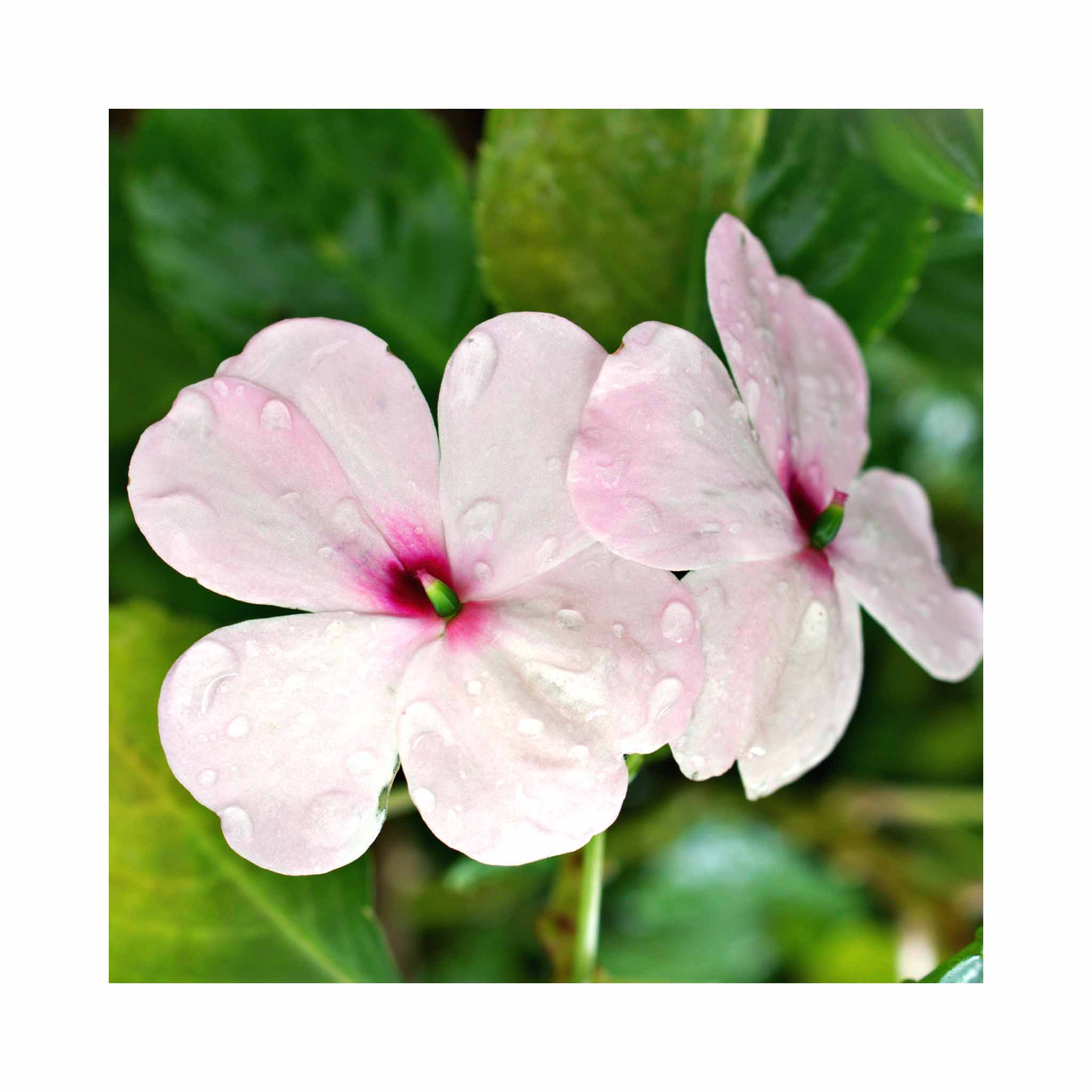 New Guinea Impatiens Compact Orchid Blush