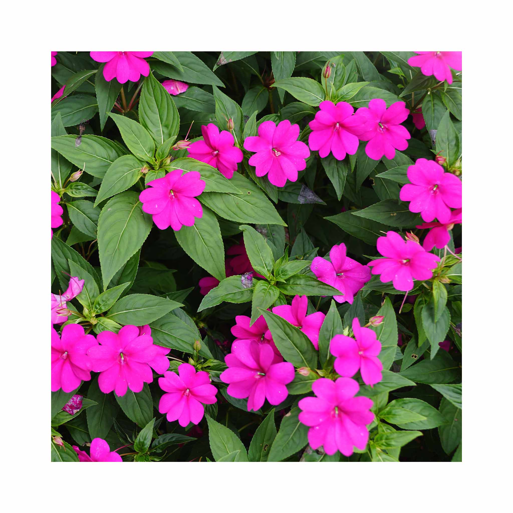 New Guinea Impatiens Compact Purple