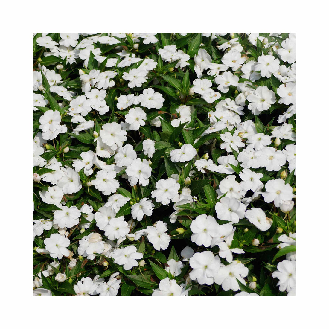 New Guinea Impatiens White